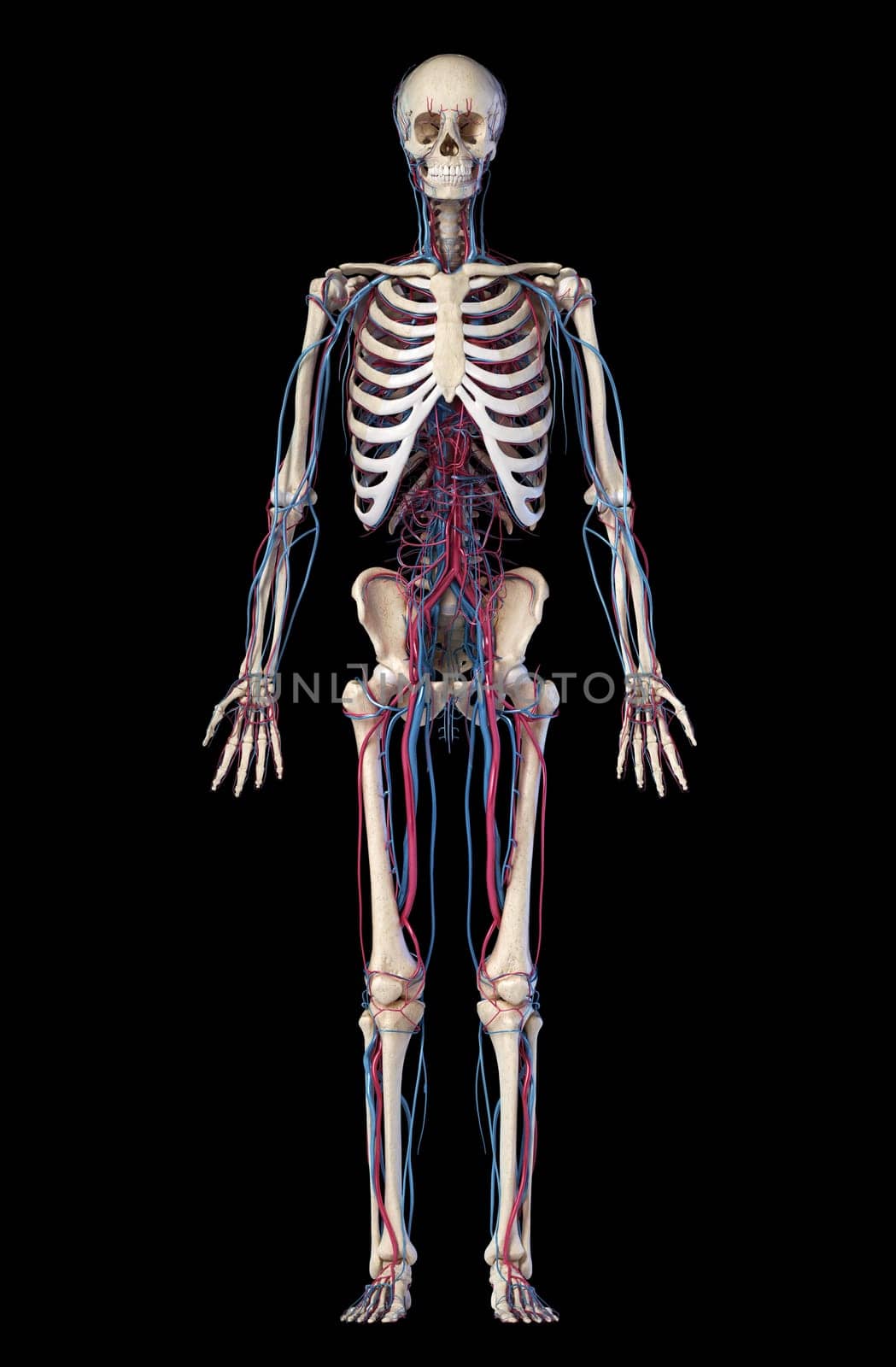 Human body anatomy. 3d illustration of Skeletal and cardiovascular systems. Viewed from the front. On black background.