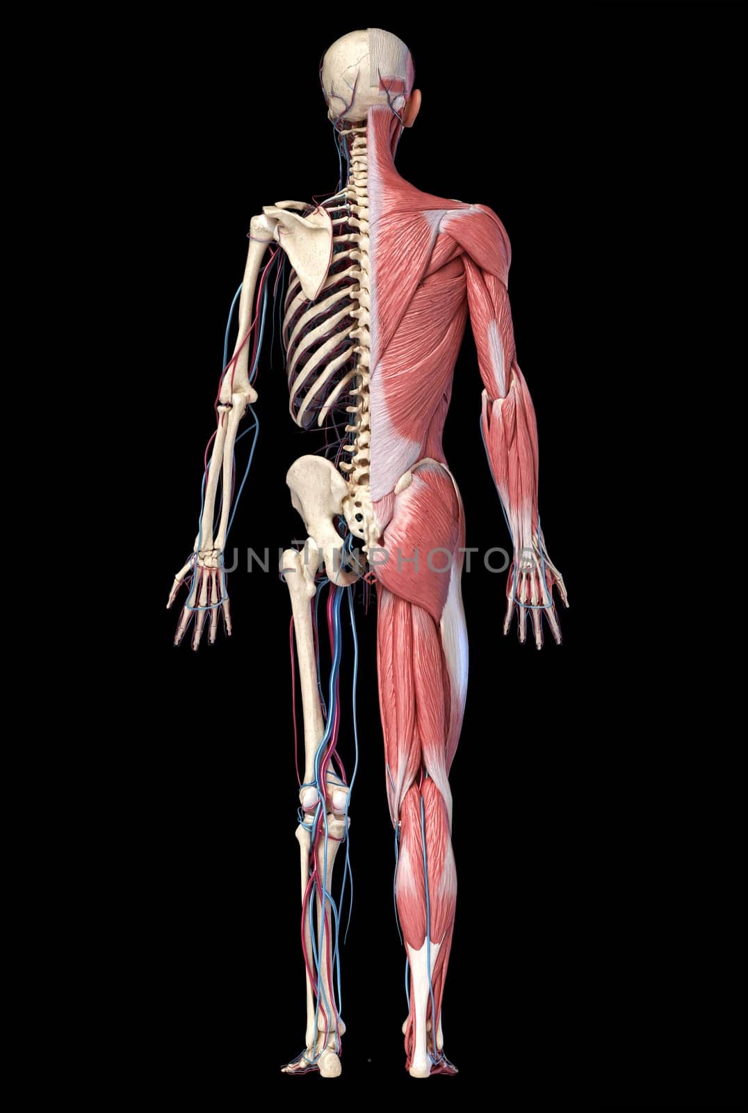 Human Anatomy full body skeletal, muscular and cardiovascular systems. Back view, on black background. 3d Illustration