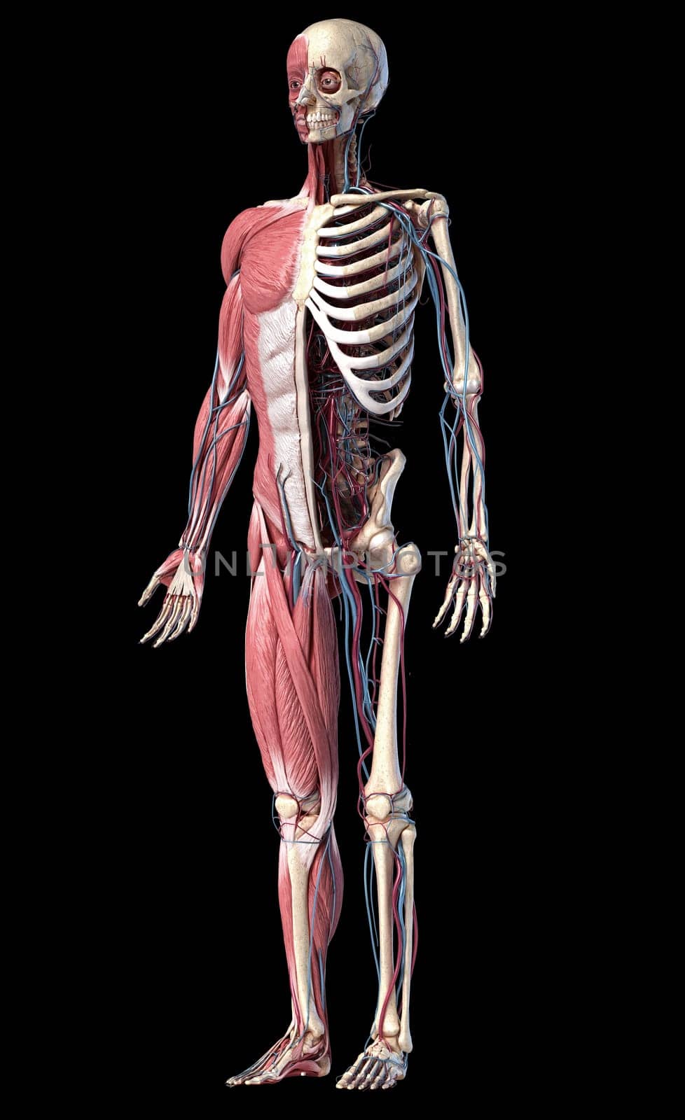 Human Anatomy full body skeletal, muscular and cardiovascular systems. Perspective view from the front, on black background. 3d Illustration