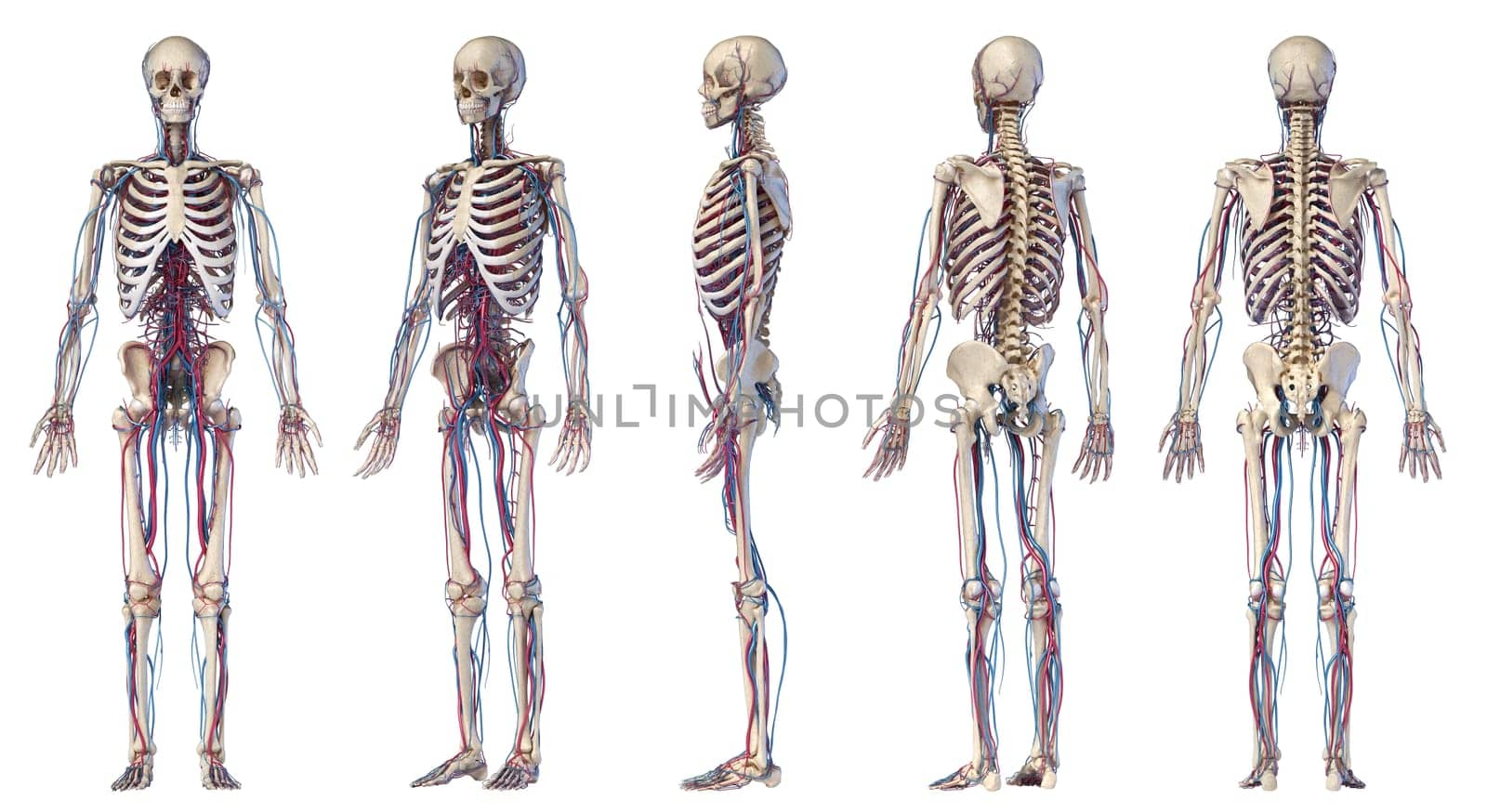 Human body anatomy. 3d illustration of Skeletal and cardiovascular systems. Multiple angles views. On white background.