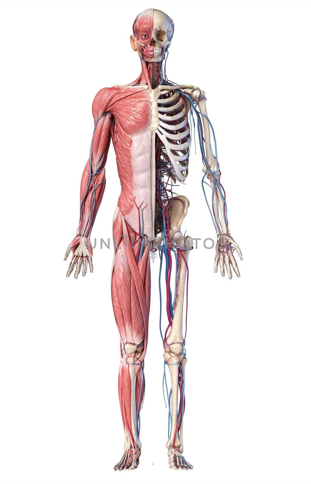 Human Anatomy full body skeletal, muscular and cardiovascular systems. Front view, on white background. 3d Illustration