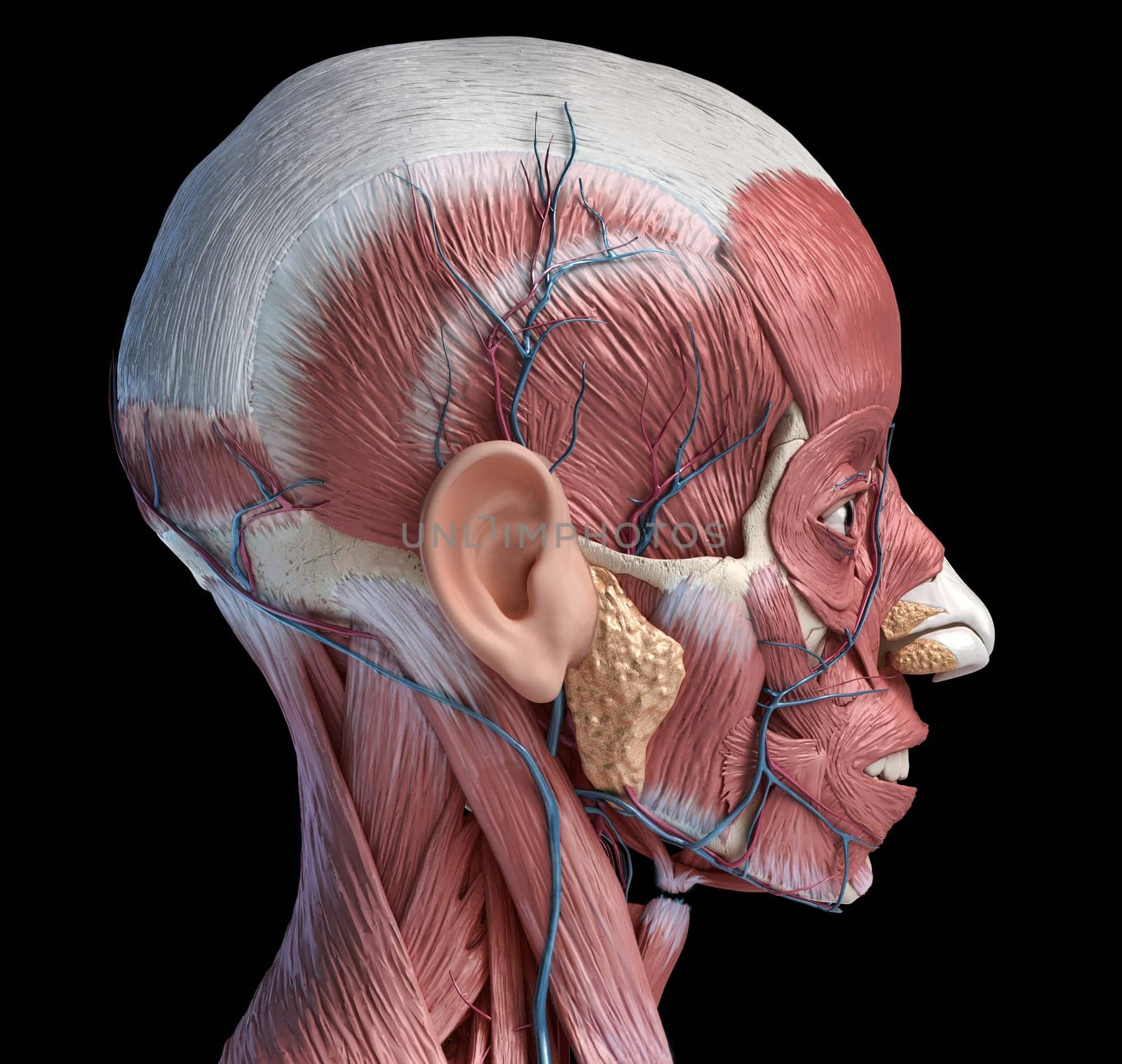 Human head anatomy 3d illustration muscular and vascular systems, lateral view on black background..
