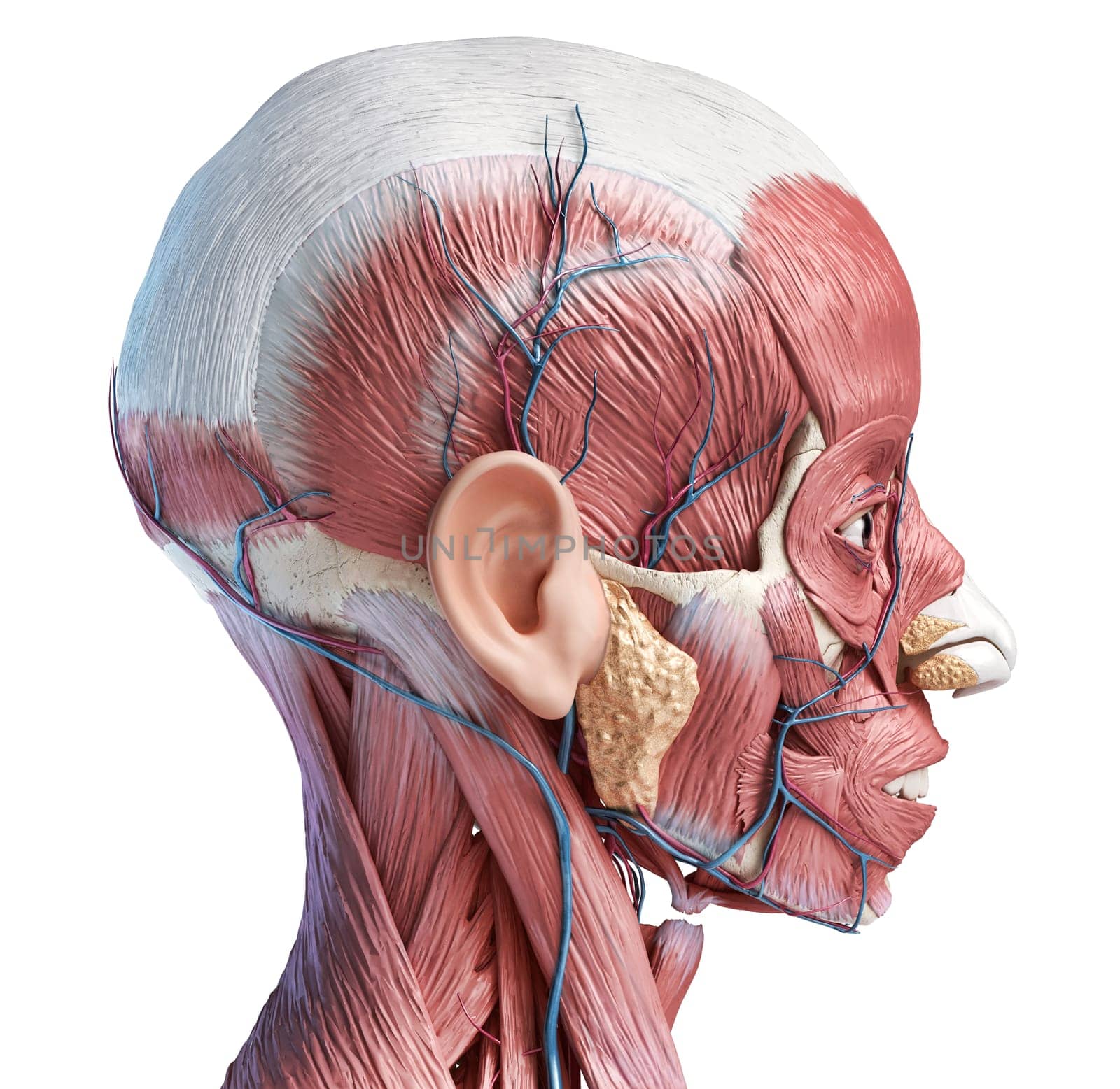 Human head anatomy 3d illustration muscular and vascular systems, lateral view on white background..