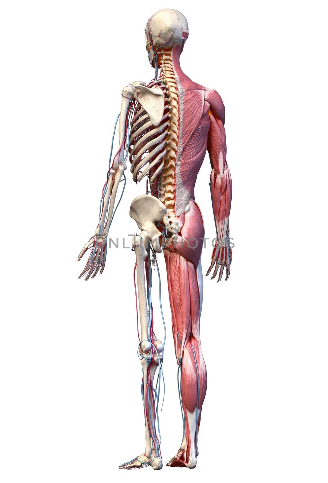Human Anatomy full body skeletal, muscular and cardiovascular systems. Perspective view from the back, on white background. 3d Illustration