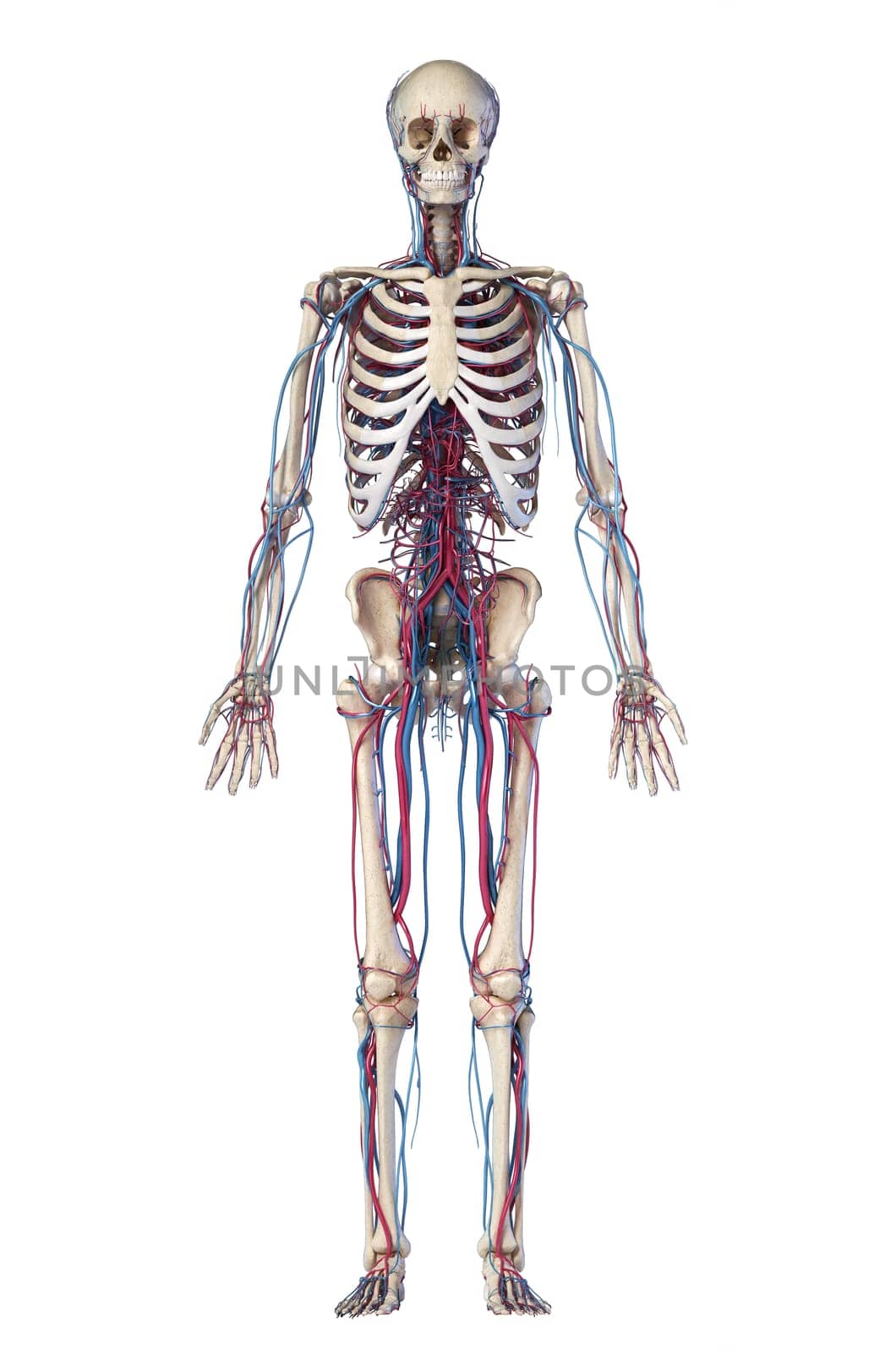 Human body anatomy. 3d illustration of Skeletal and cardiovascular systems. Front view. On white background.