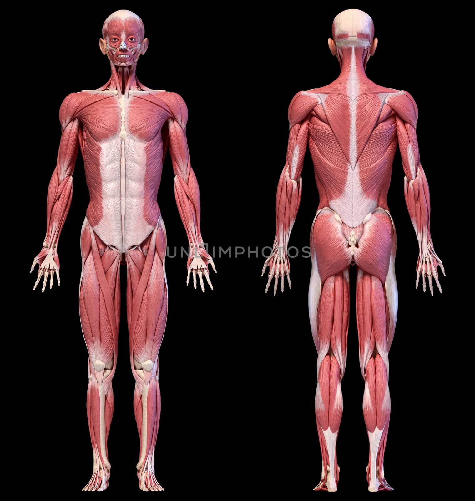 Human anatomy 3d illustration, male muscular system full body, front and back views on black background.