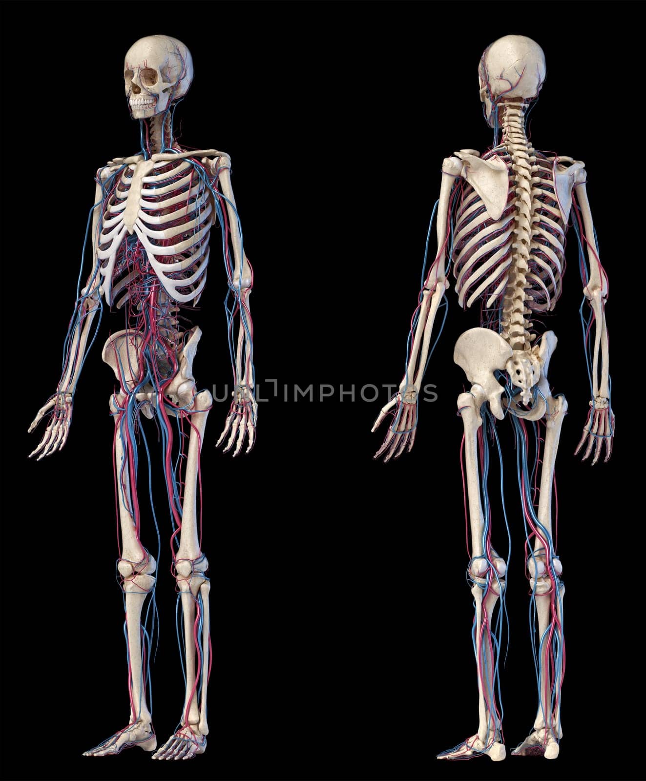 Human body anatomy. 3d illustration of Skeletal and cardiovascular systems. Front and back perspective views. On black background.