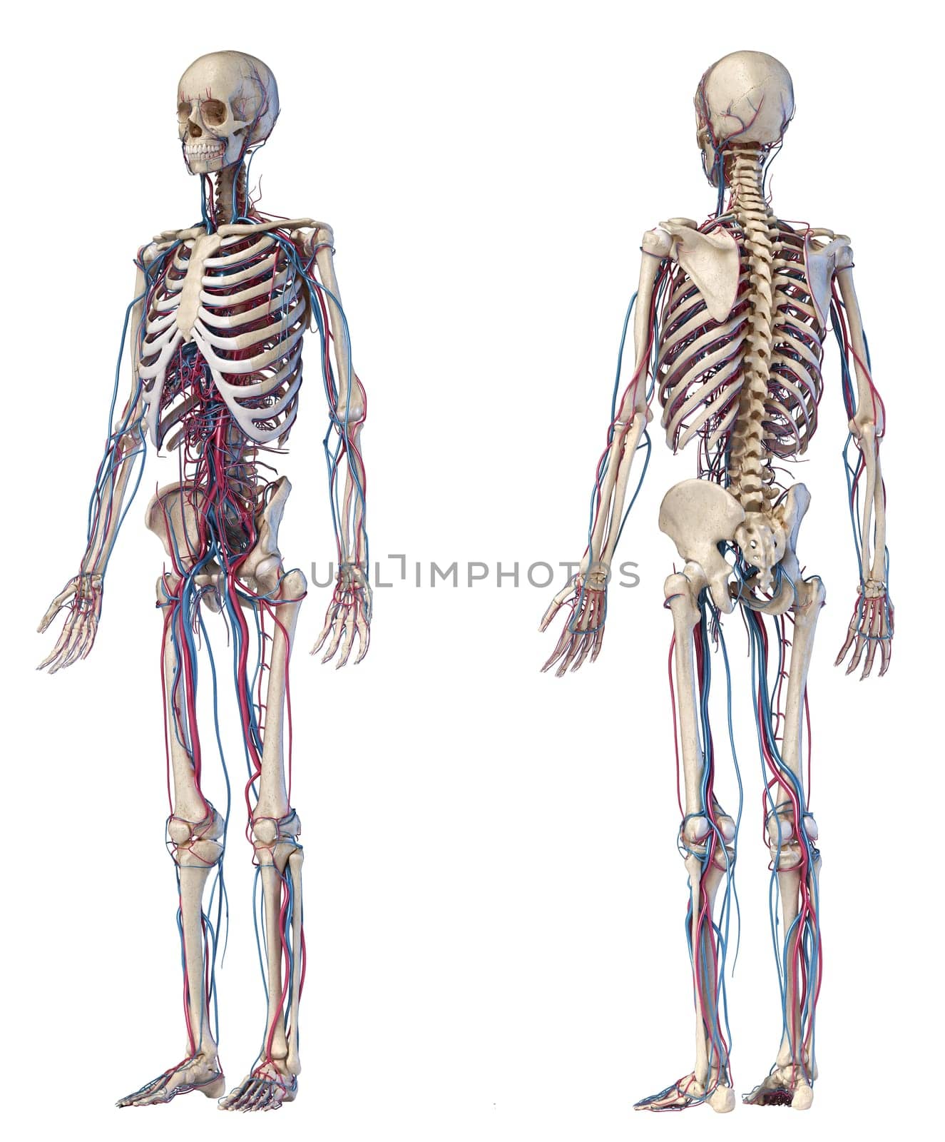 Human body anatomy. 3d illustration of Skeletal and cardiovascular systems. Front and back perspective views. On white background.