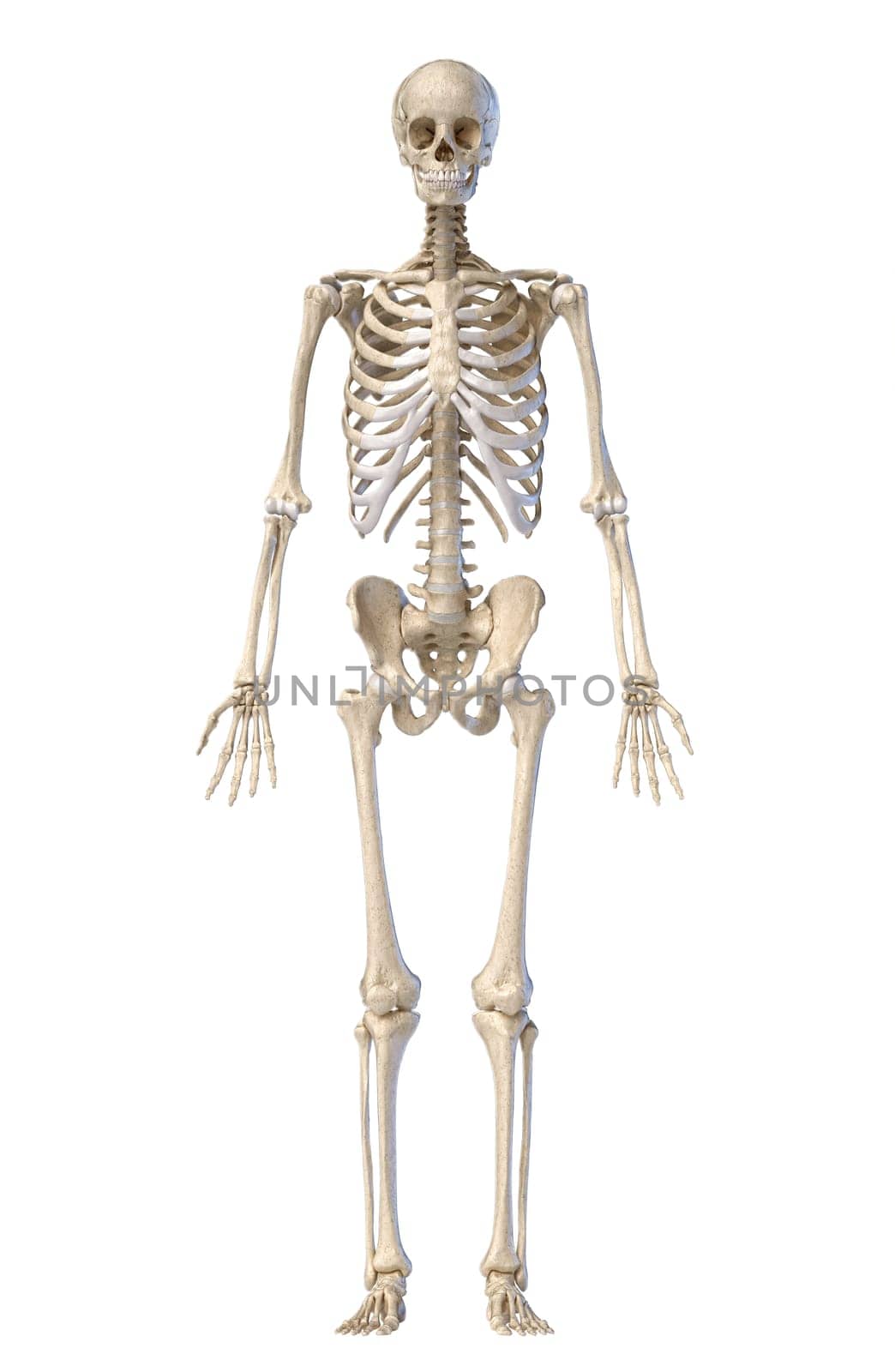 Human anatomy, skeletal system, full figure standing, front view on white background. 3d illustration.