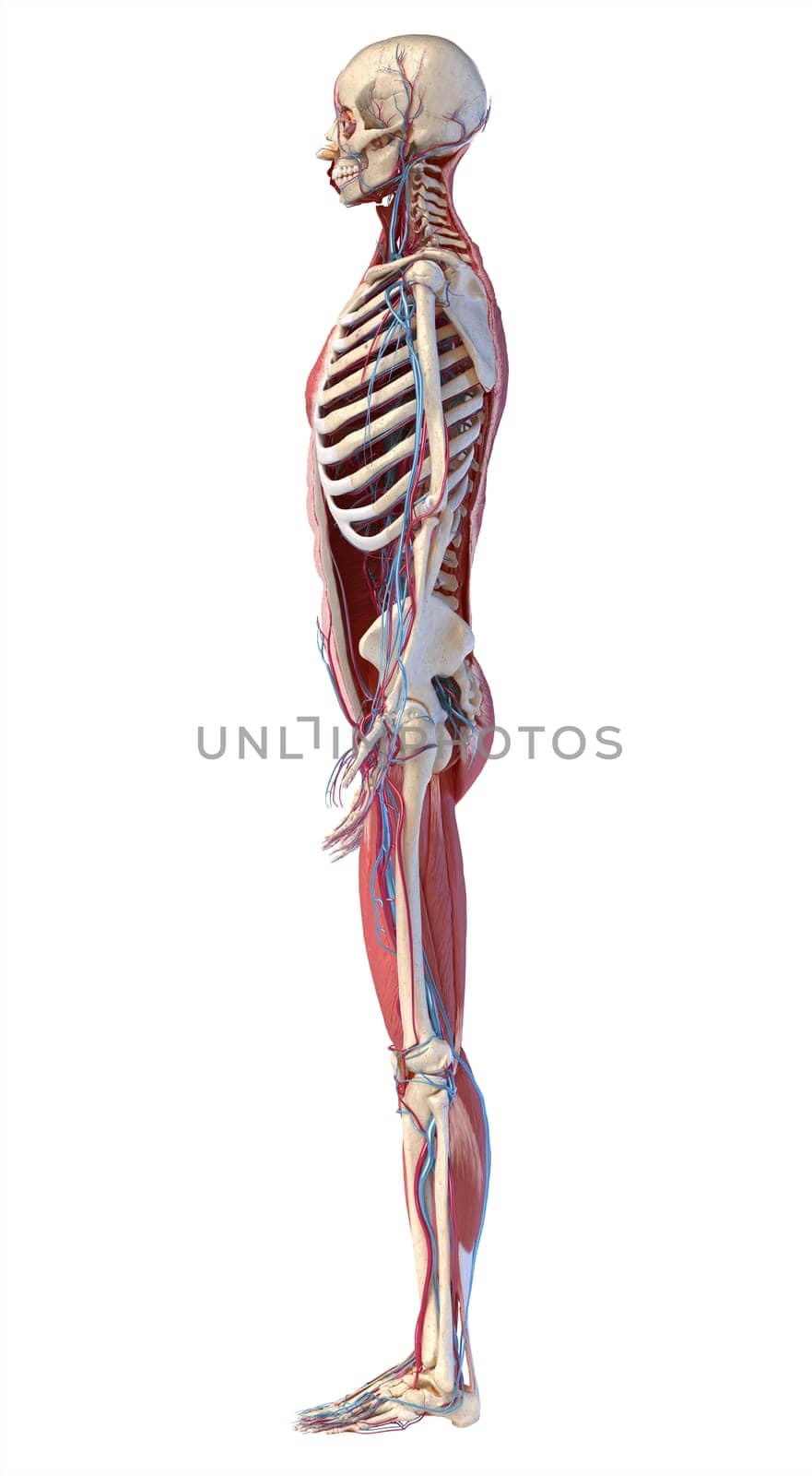 Human Anatomy full body skeletal, muscular and cardiovascular systems. Side view, on white background. 3d Illustration