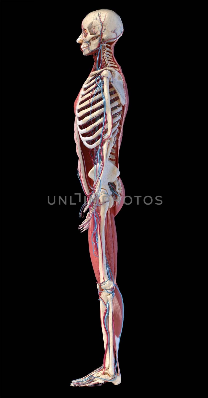 Human Anatomy full body skeletal, muscular and cardiovascular systems. Side view, on black background. 3d Illustration