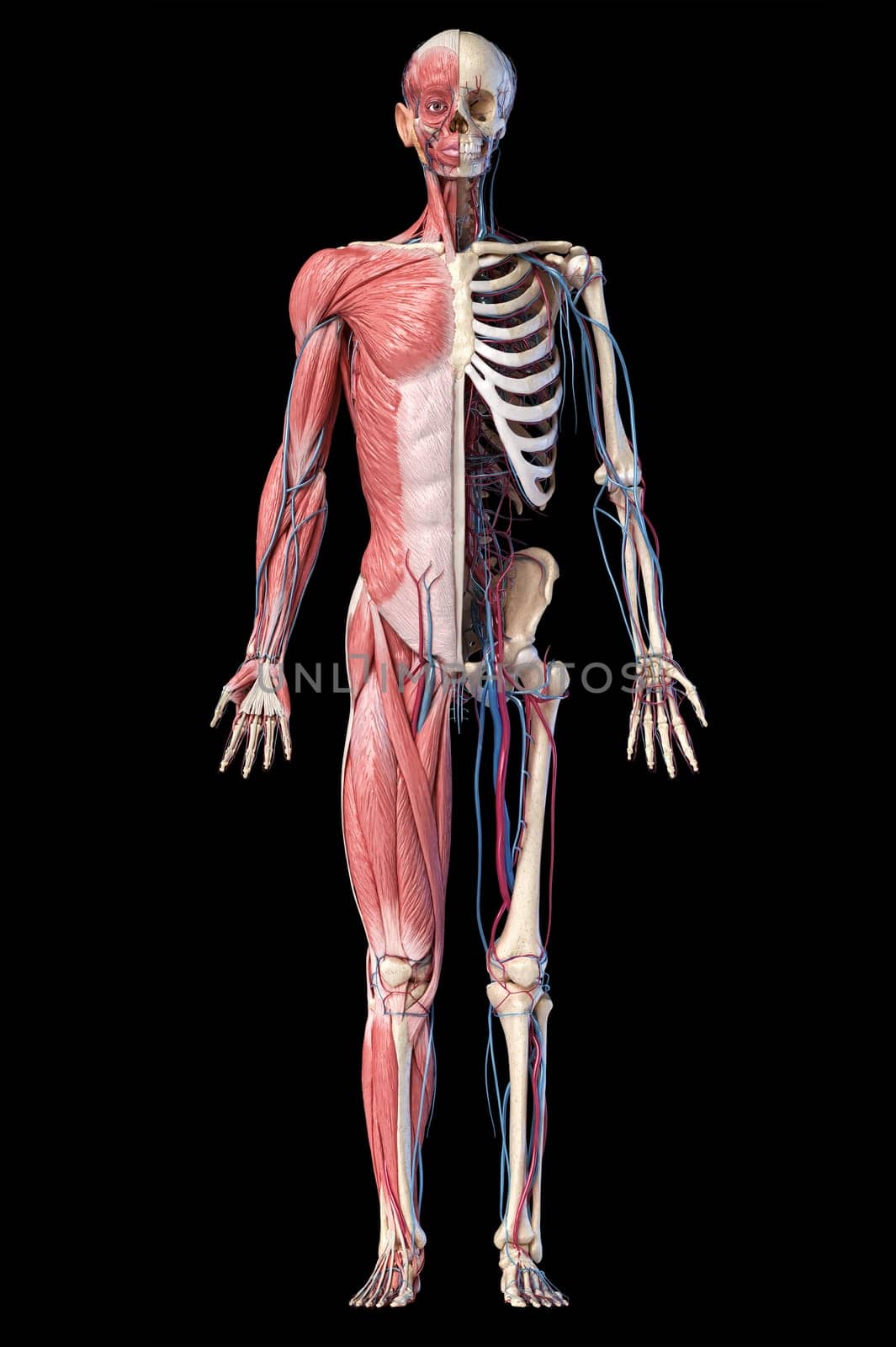 Human Anatomy full body skeletal, muscular and cardiovascular systems. Front view, on black background. 3d Illustration