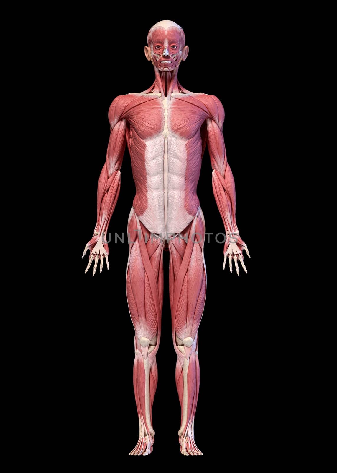 Human anatomy 3d illustration, male muscular system full body, frontal view. On black background.