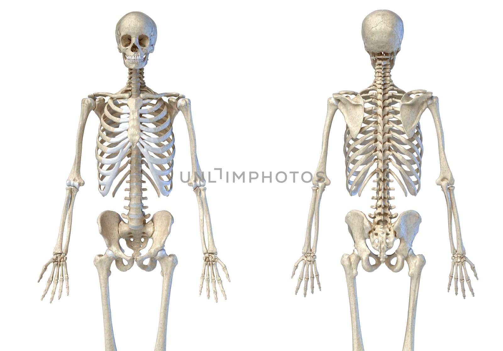 Human Anatomy 3/4 body male skeleton. Front and rear views on white background. 3d illustration.