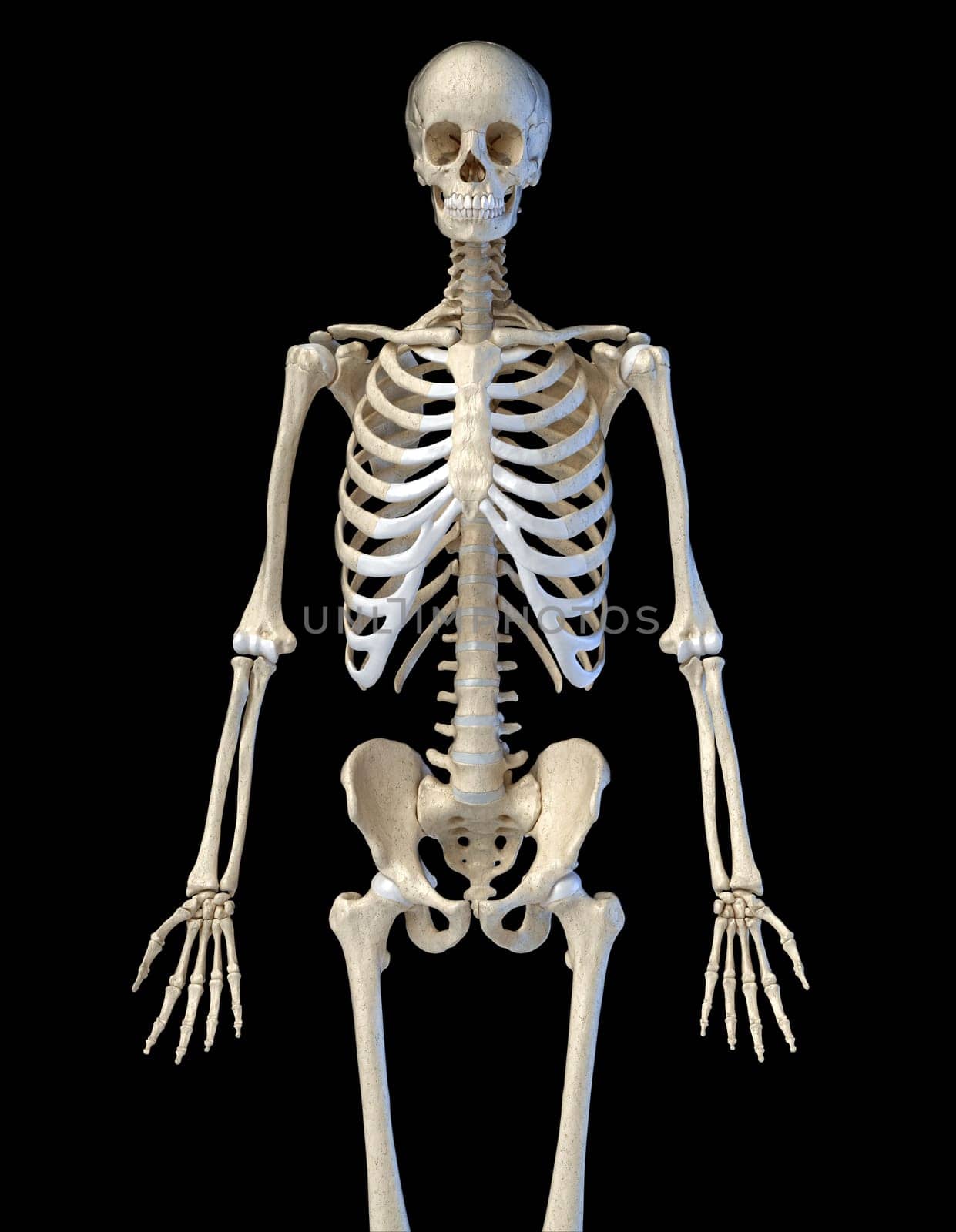 Human anatomy, 3/4 bone skeletal system. Front view. On black background. 3d illustration.