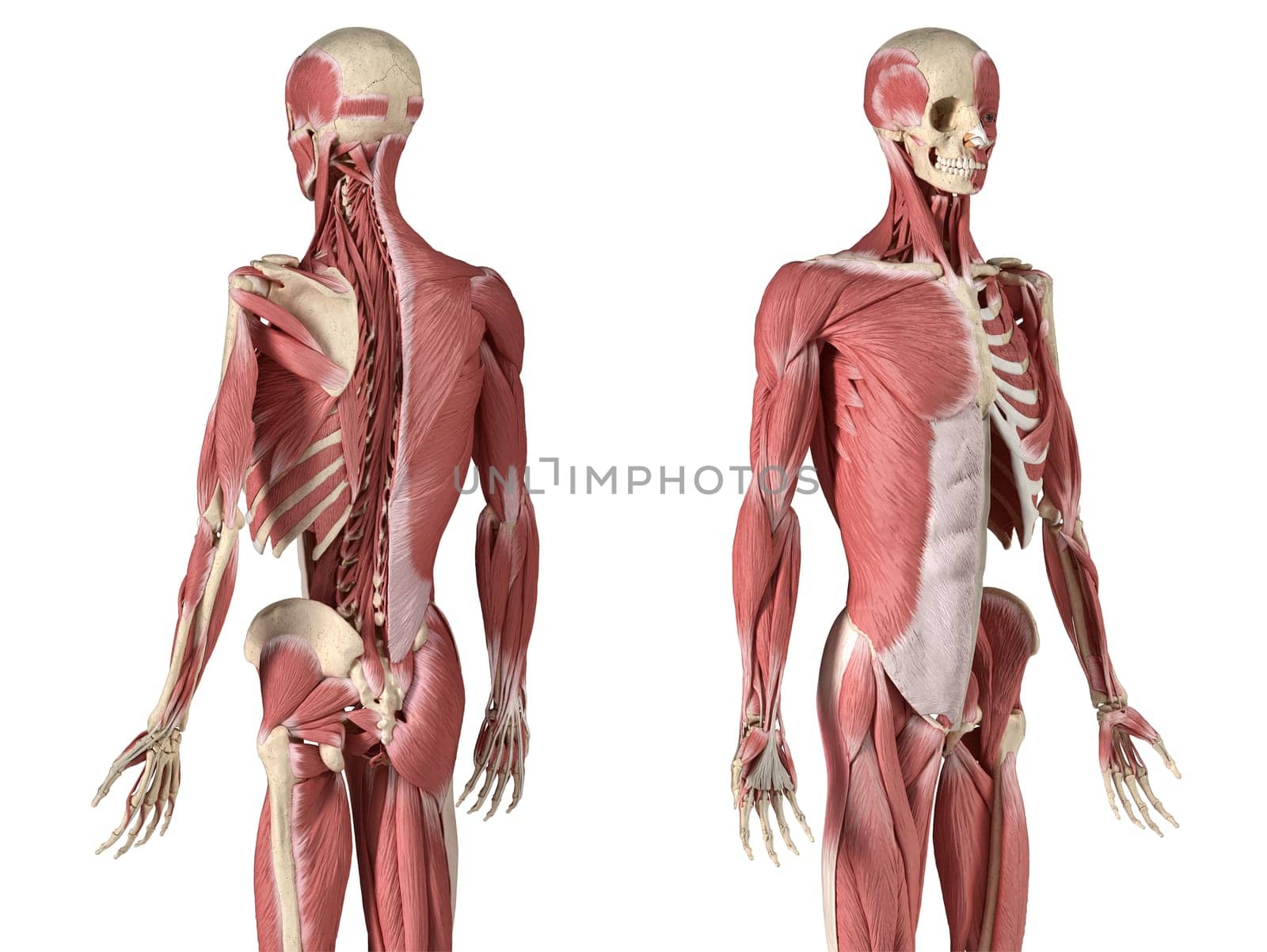 Human male anatomy, 3/4 figure muscular and skeletal systems, with internal muscle layers. Back and front perspective views. on white background. 3d anatomy illustration.
