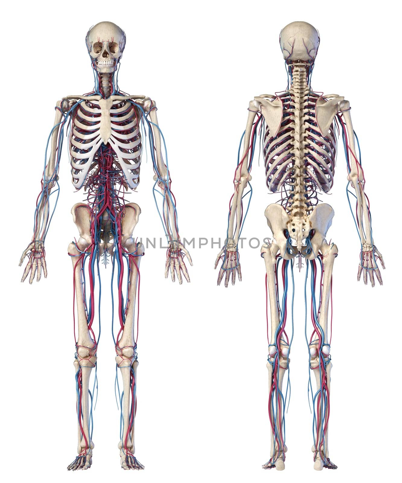 Human body anatomy. 3d illustration of Skeletal and cardiovascular systems. Front and Rear views. On white background.