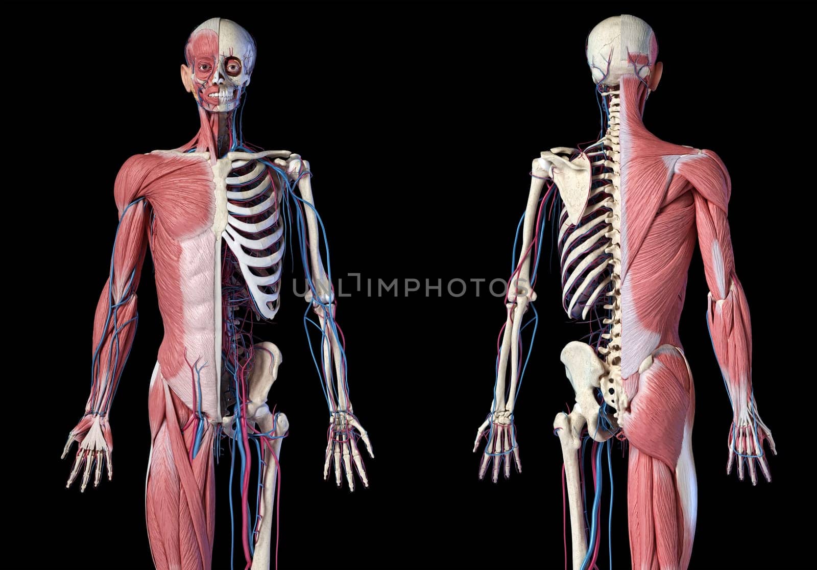 Human Anatomy 3/4 body skeletal, muscular and cardiovascular systems. Front and back views, on black background. 3d Illustration