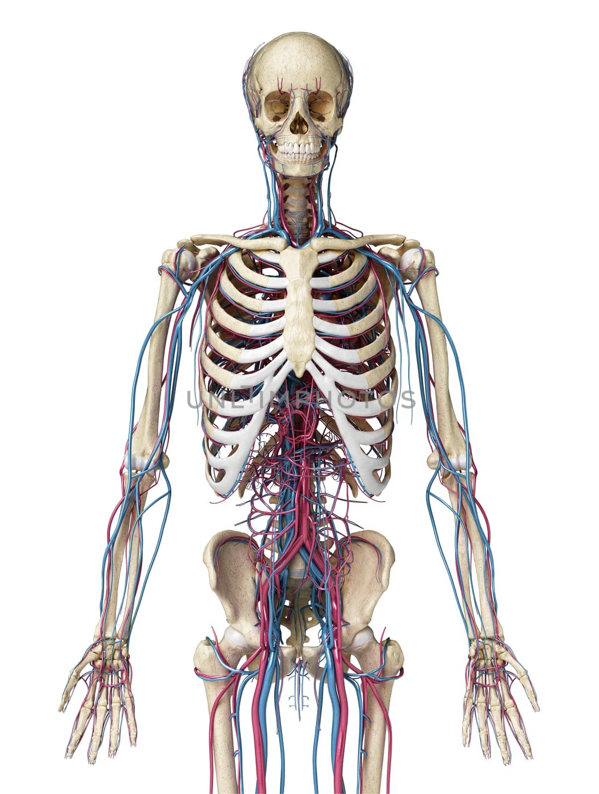 Human body anatomy. 3d illustration of 3/4 Skeletal and cardiovascular systems. Viewed from the front. On white background.