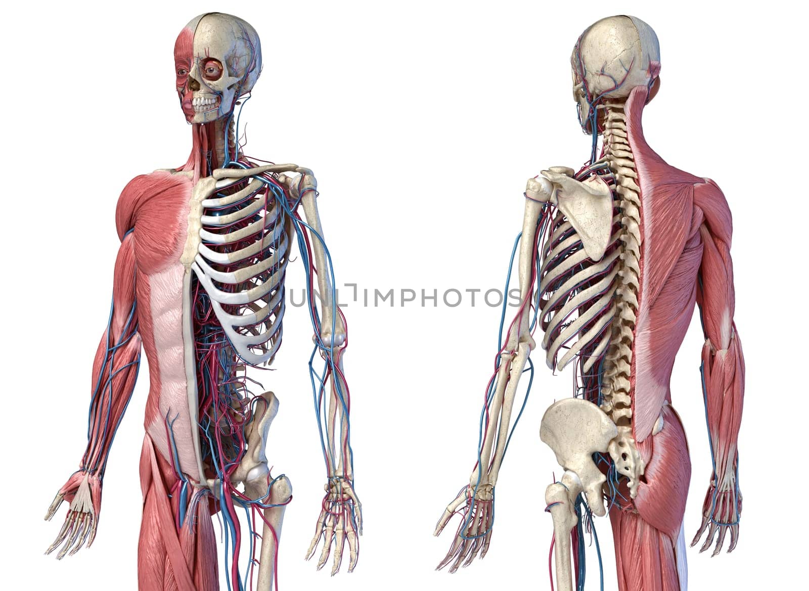 Human Anatomy 3/4 body skeletal, muscular and cardiovascular systems. Perspective Front and back views, on white background. 3d Illustration
