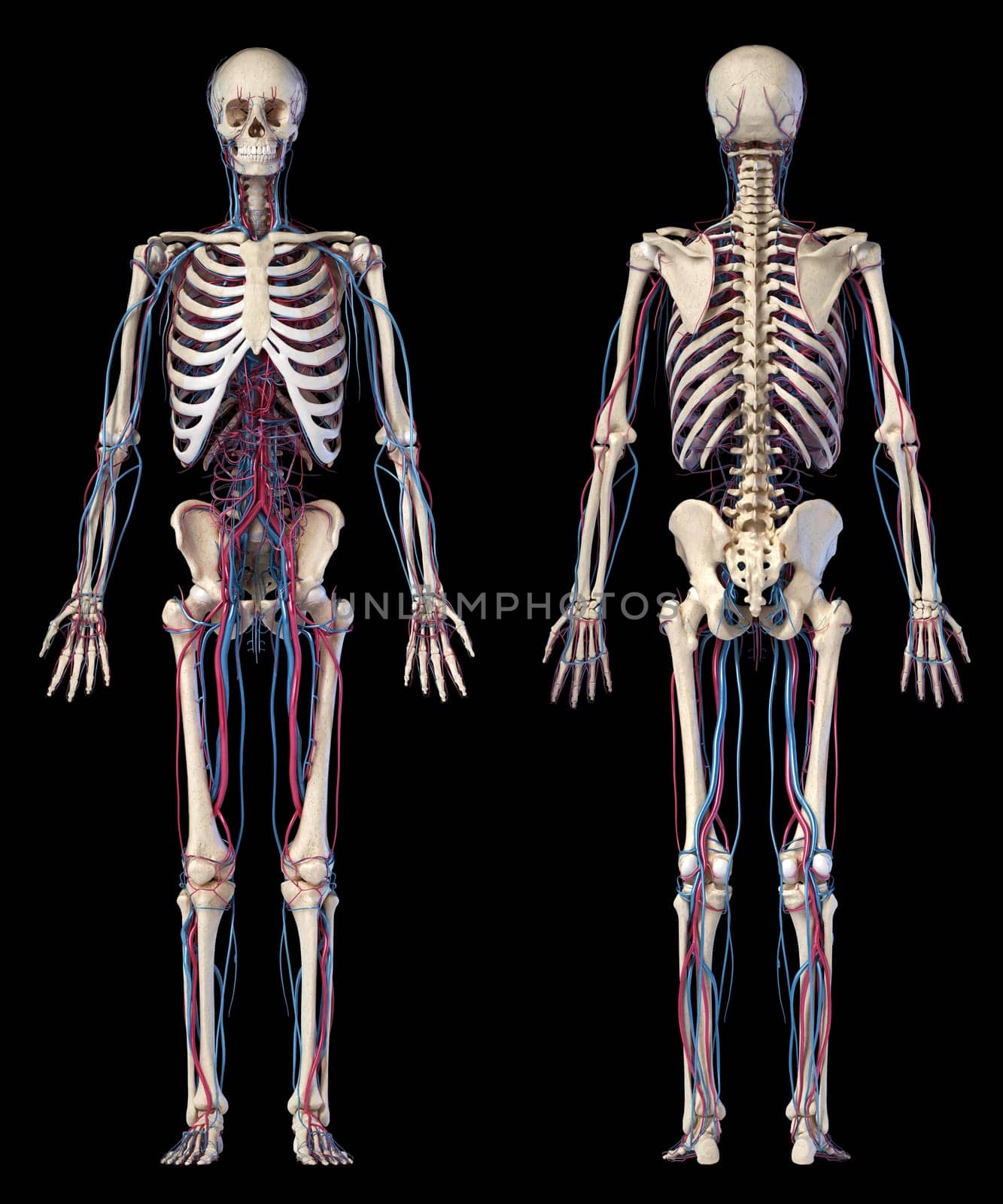 Human body anatomy. 3d illustration of Skeletal and cardiovascular systems. Two views, front and back. On black background.