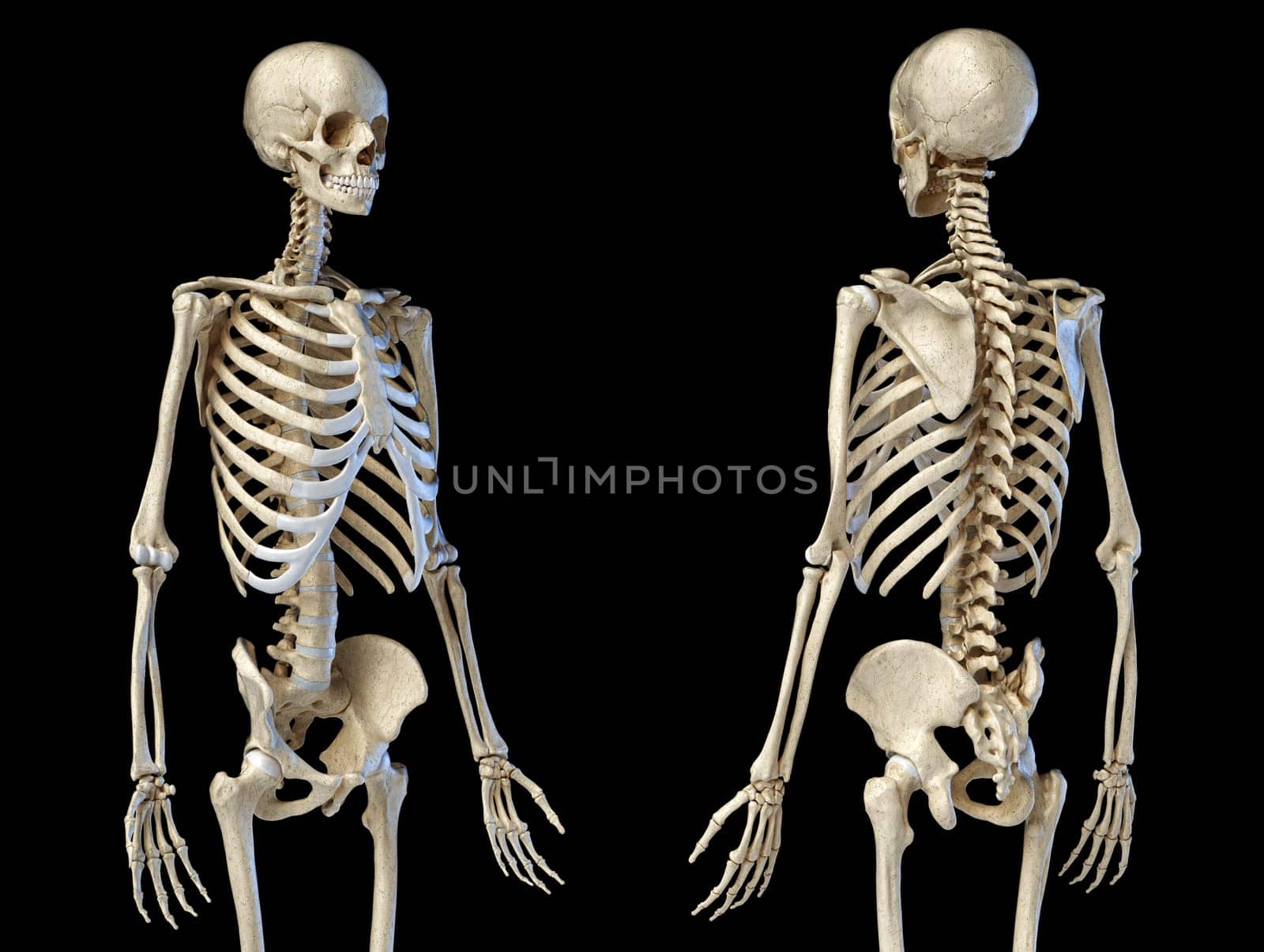 Human Anatomy 3/4 body male skeleton. Perspective Front and rear views on black background. 3d illustration.