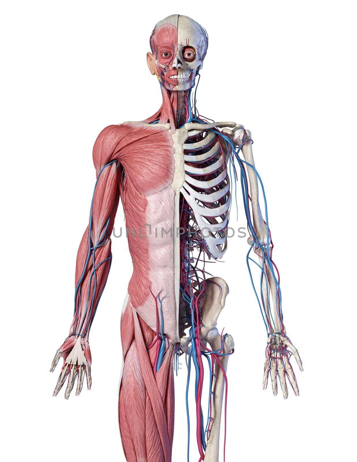 Human Anatomy 3/4 body skeletal, and cardiovascular systems. Front view, on white background. 3d Illustration