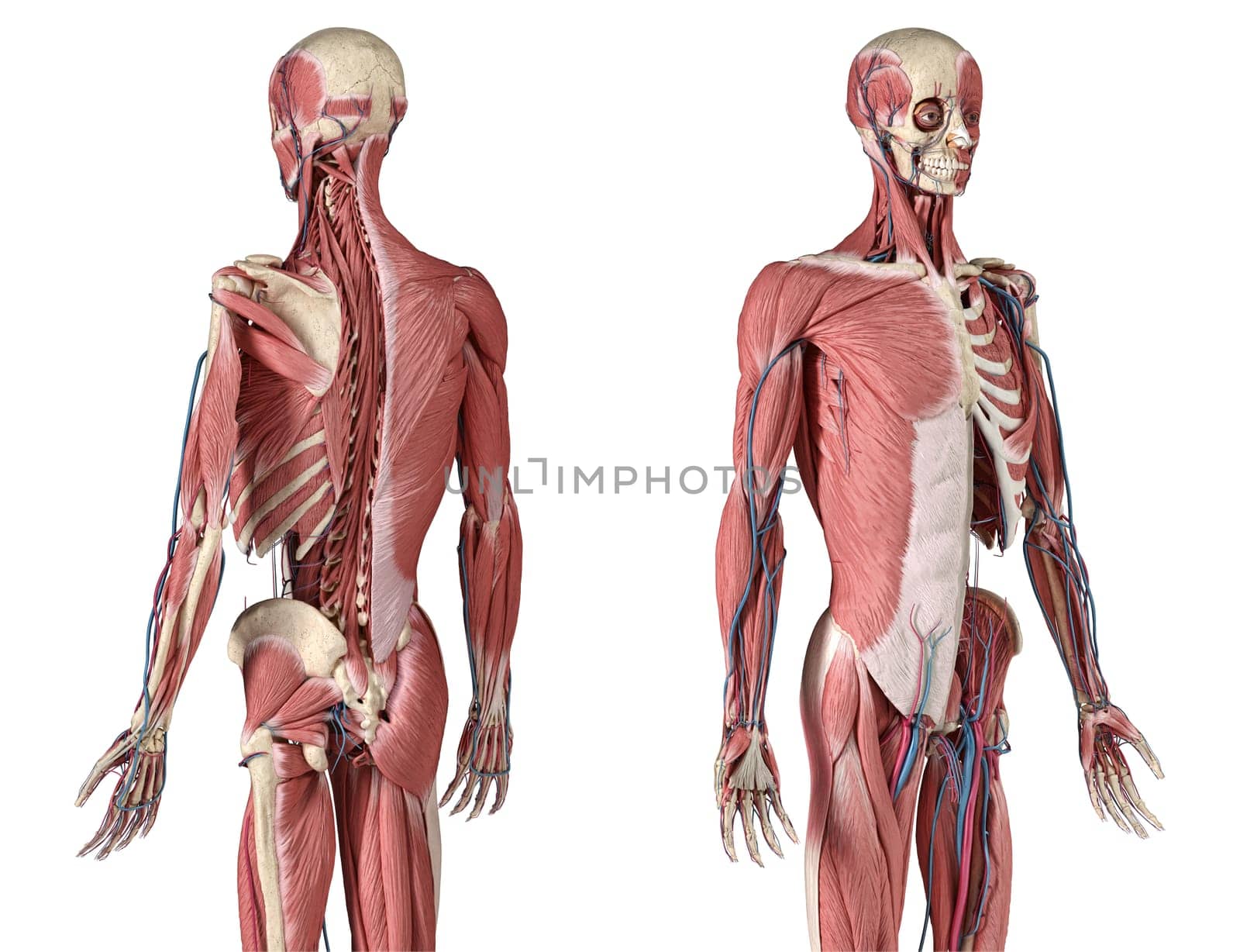 Human Anatomy 3/4 body skeletal, muscular and cardiovascular systems, with sub layers muscles. Perspactive Front and back views, on white background. 3d Illustration