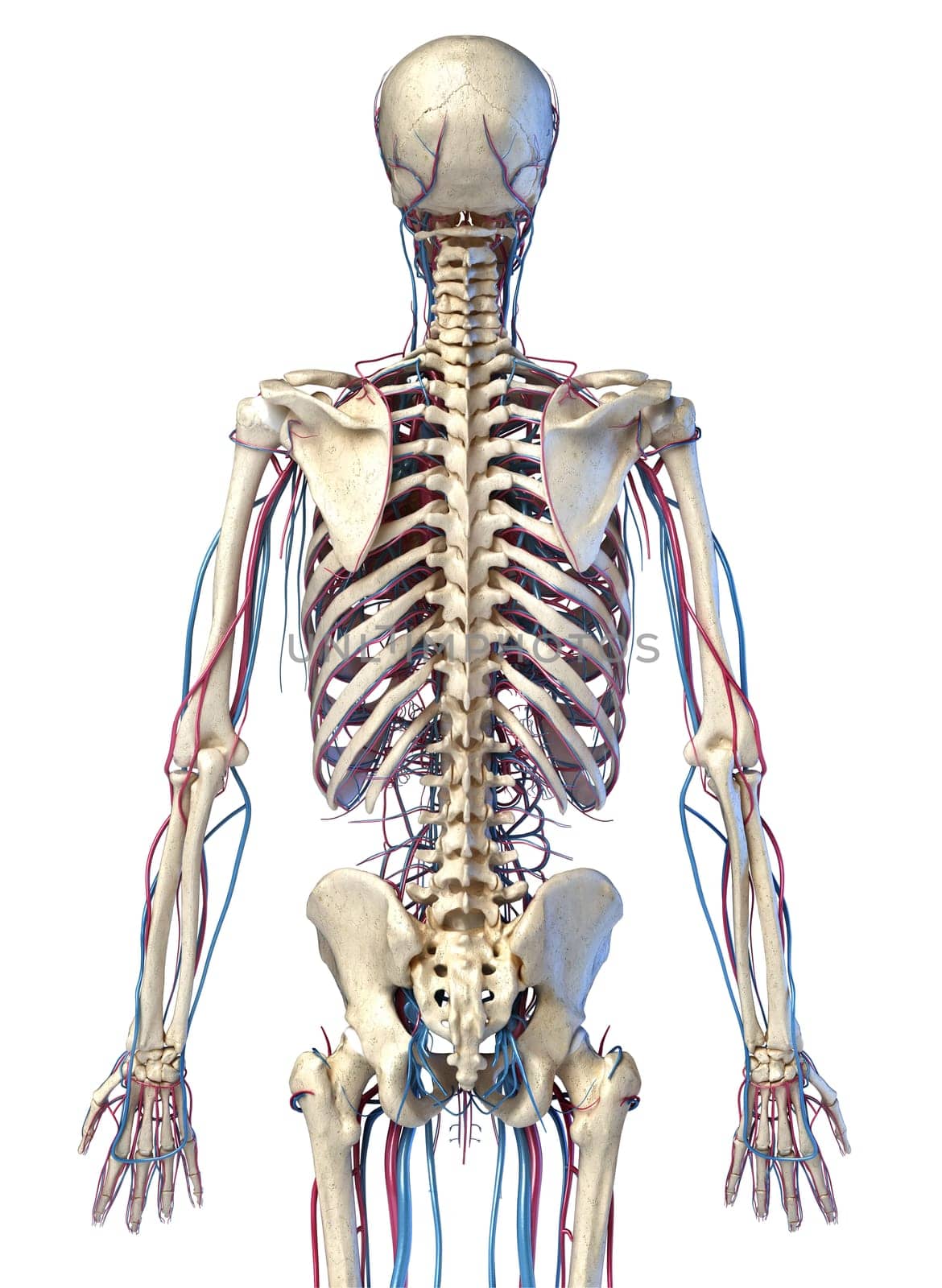 Human body anatomy. 3d illustration of 3/4 Skeletal and cardiovascular systems. Viewed from the back. On white background.