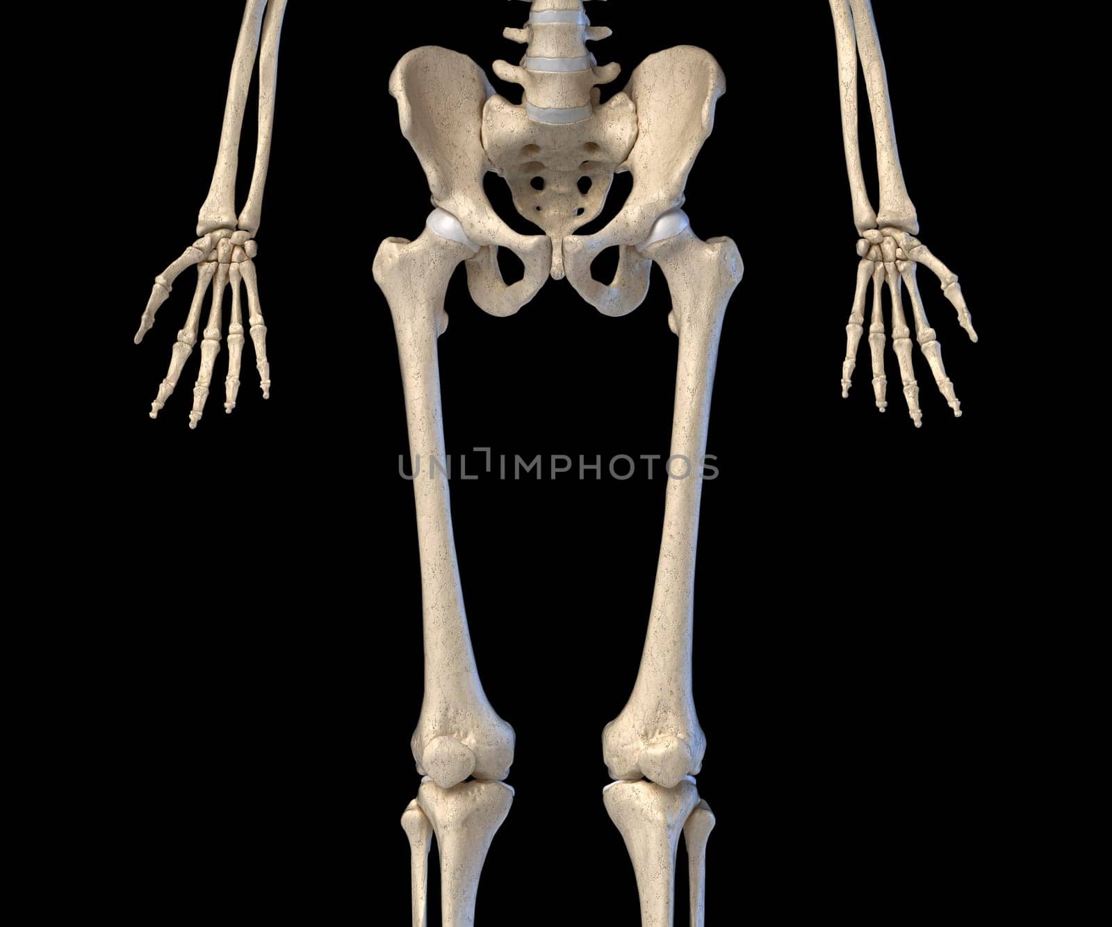 Human Anatomy, hip, limbs and hands skeletal system. Front view. On black background. 3d illustration.