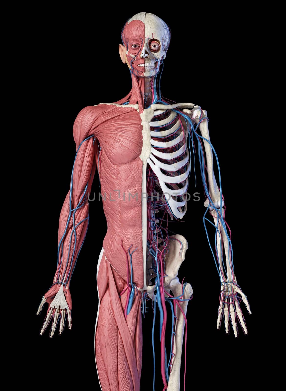 Human Anatomy 3/4 body skeletal, muscular and cardiovascular systems. Front view, on black background. 3d Illustration