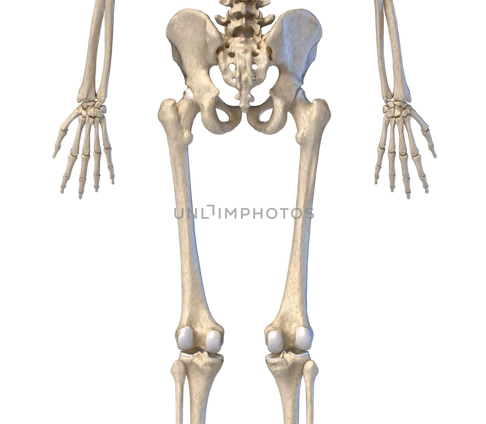 Human Anatomy, hip, limbs and hands skeletal system. Back view. On white background. 3d illustration.