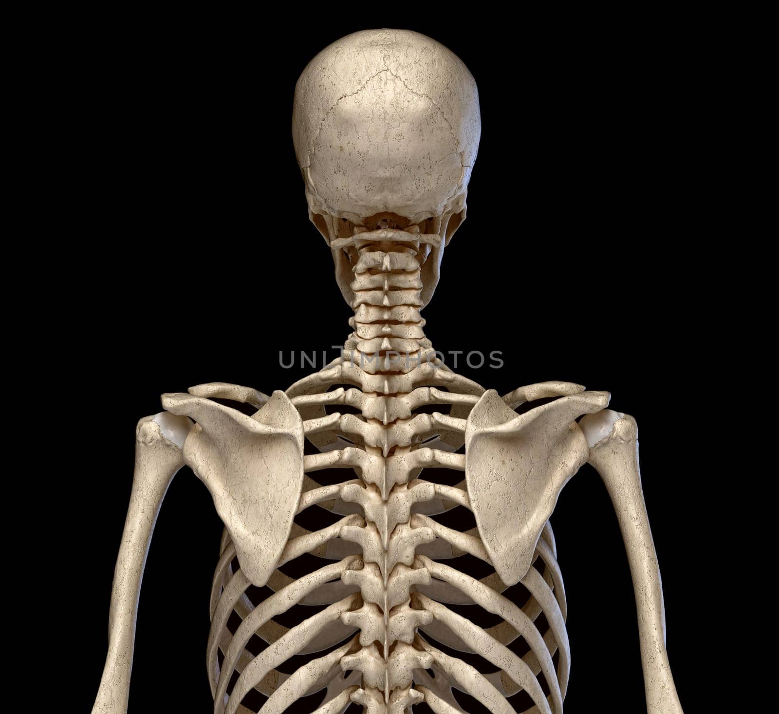 Human Anatomy, skeletal system of the Torso. viewed from the back. On black background.
