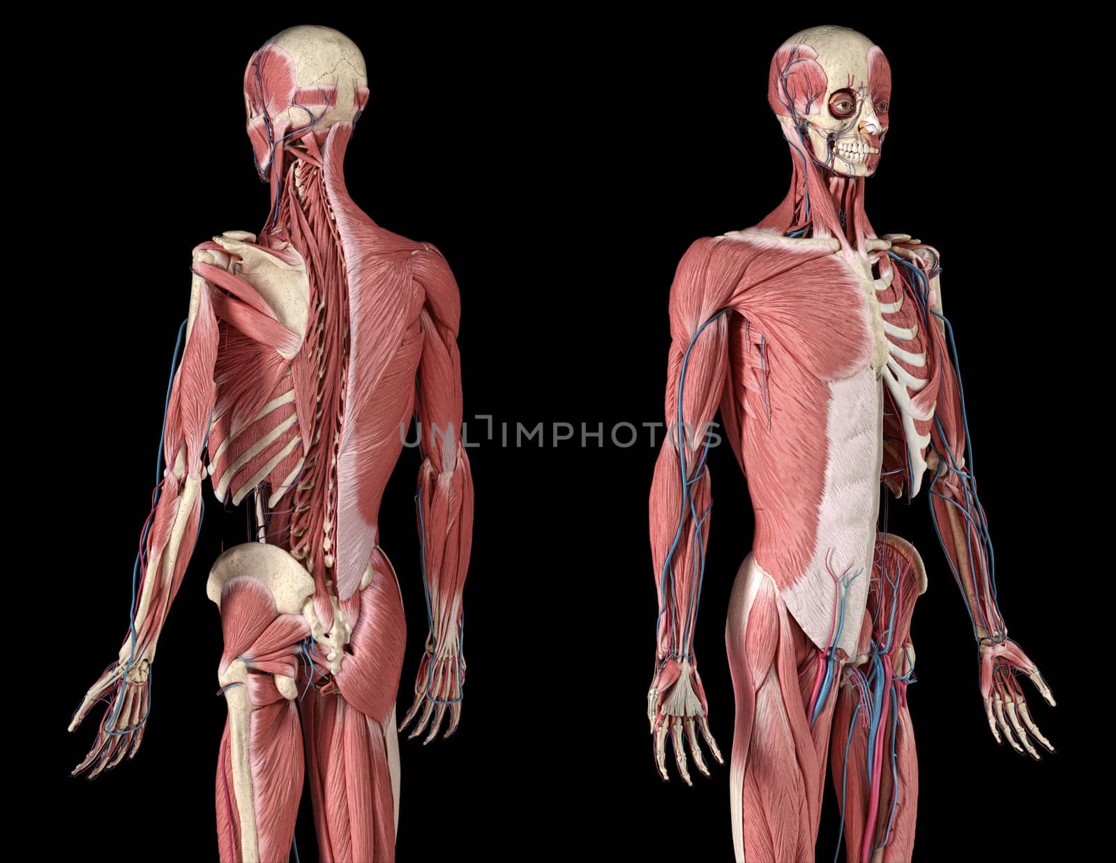 Human Anatomy 3/4 body skeletal, muscular and cardiovascular systems, with sub layers muscles. Perspactive Front and back views, on black background. 3d Illustration