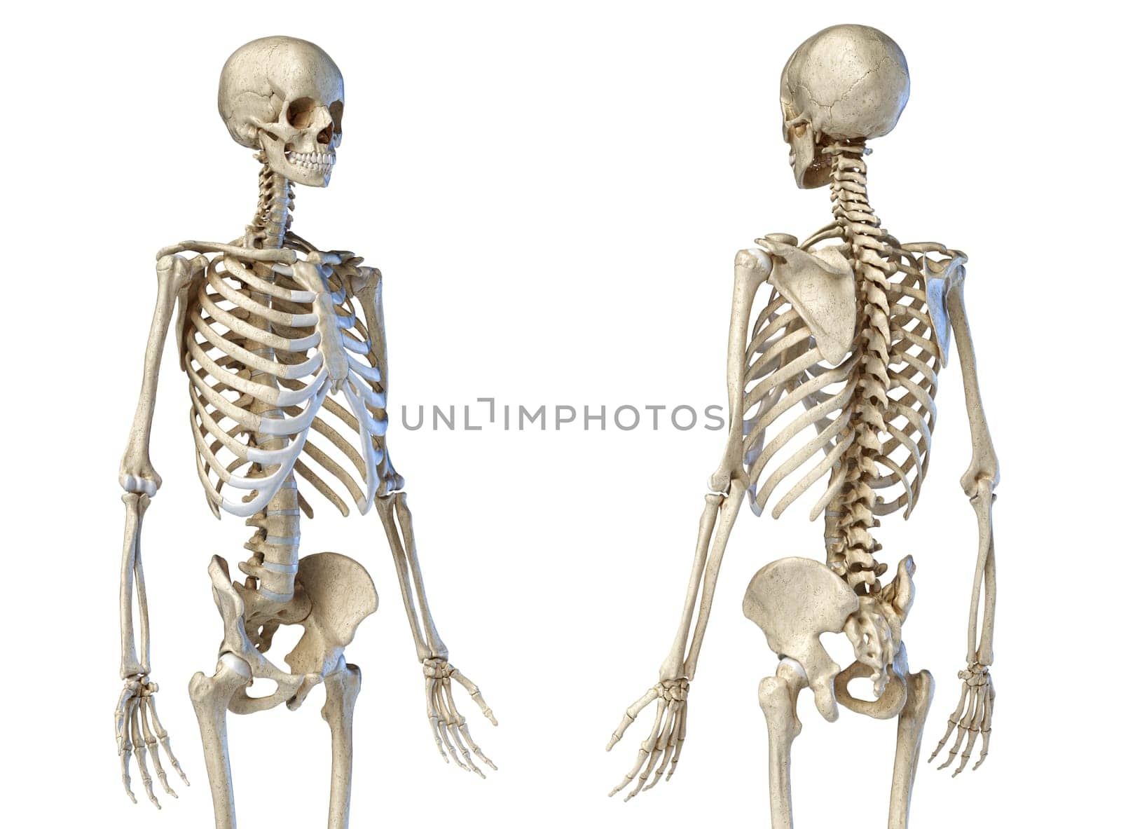 Human Anatomy 3/4 body male skeleton. Perspective Front and rear views on white background. 3d illustration.