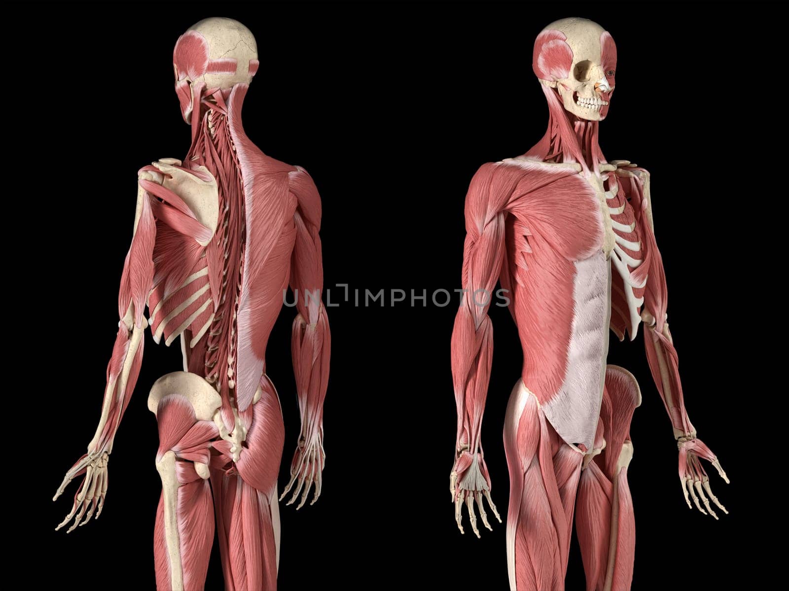 Human male anatomy, 3/4 figure muscular and skeletal systems, with internal muscle layers. Back and front perspective views. on black background. 3d anatomy illustration.