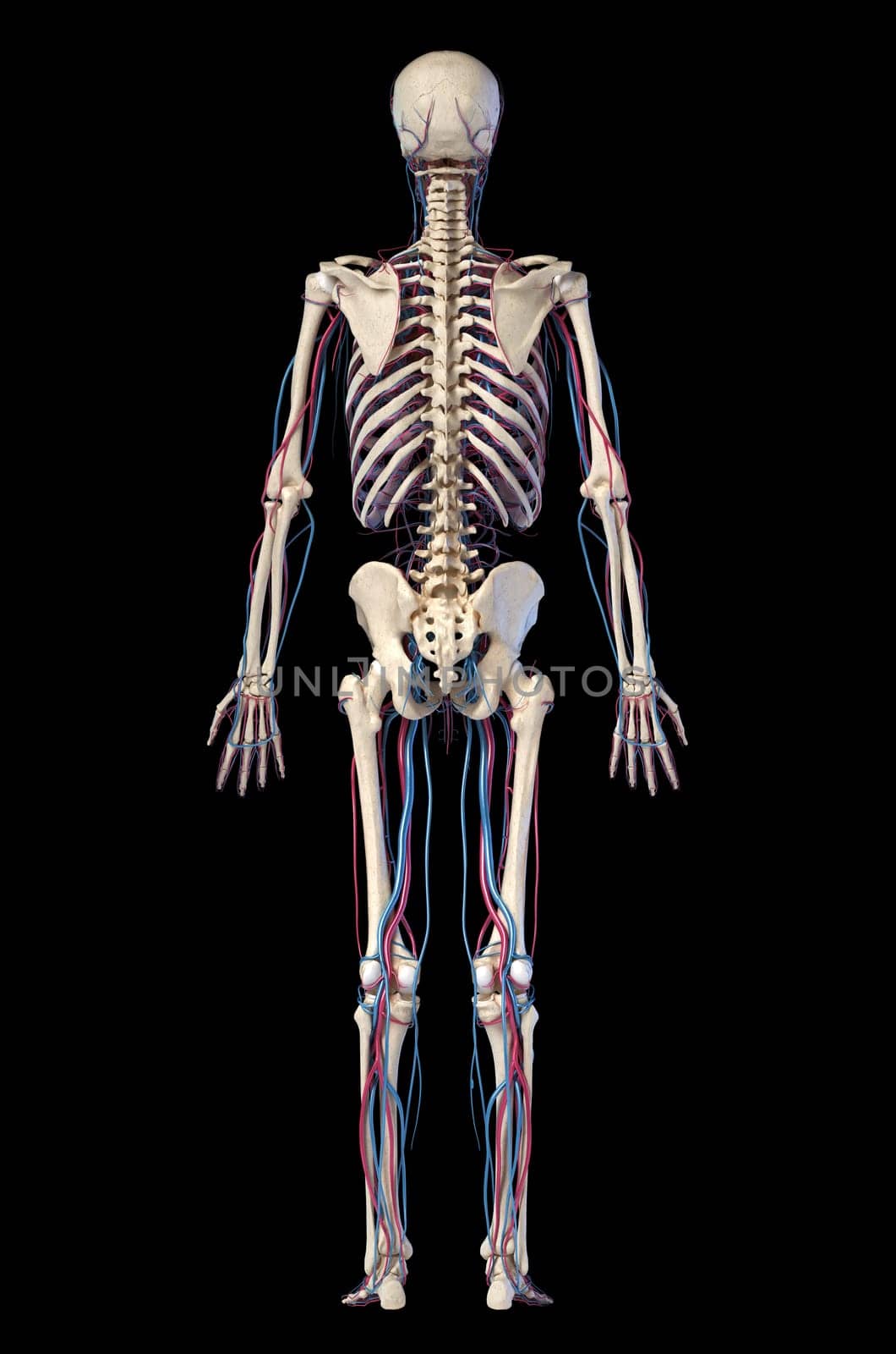 Human body anatomy. 3d illustration of Skeletal and cardiovascular systems. Viewed from the back. On black background.