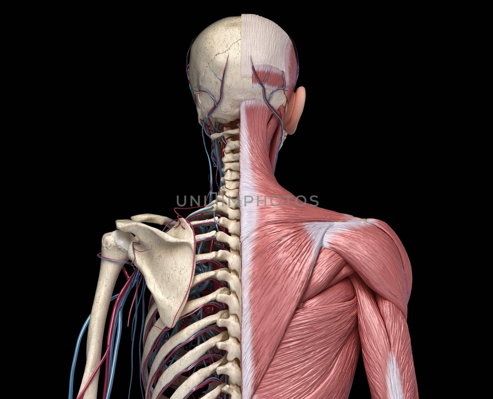 Human Anatomy Torso skeleton with muscles, veins and arteries. Back view, on black background. 3d anatomy Illustration