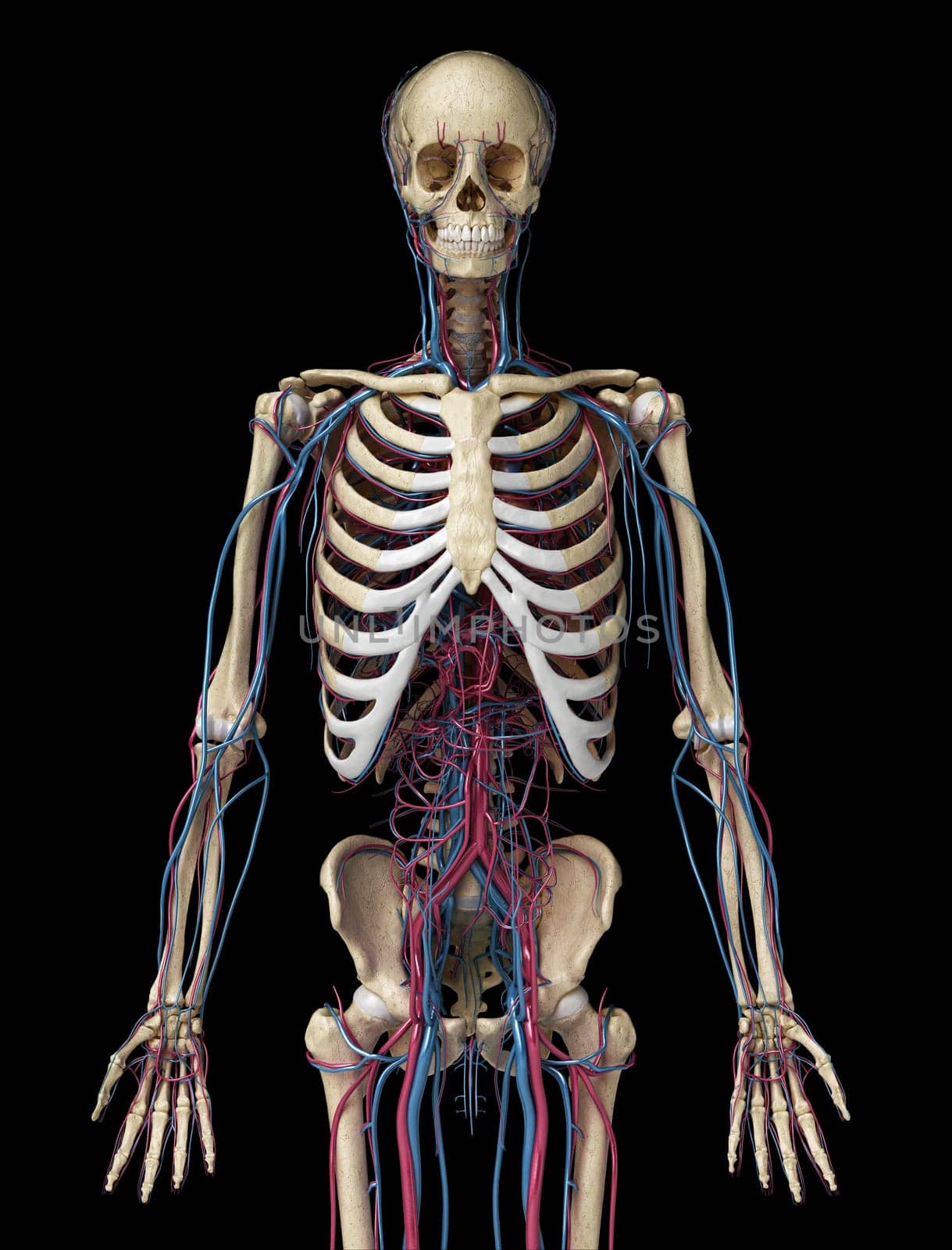 Human body anatomy. 3d illustration of 3/4 Skeletal and cardiovascular systems. Viewed from the front. On black background.