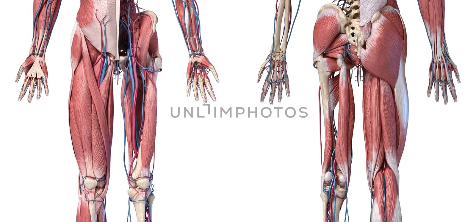 Human Anatomy, Limbs and hip skeletal, muscular and cardiovascular systems, with sub layers muscles. front anche rear views, on white background. 3d Illustration