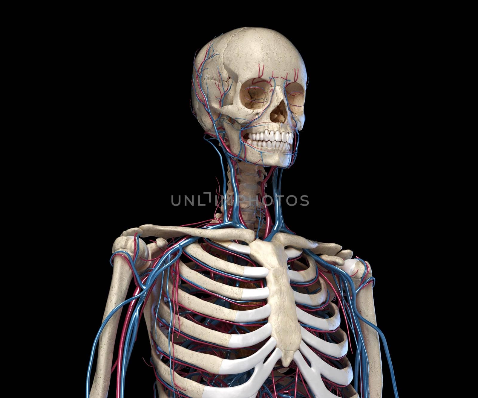 Human anatomy. Skeleton of the torso with veins and arteries. Front perspective view. On black background. 3d illustration.
