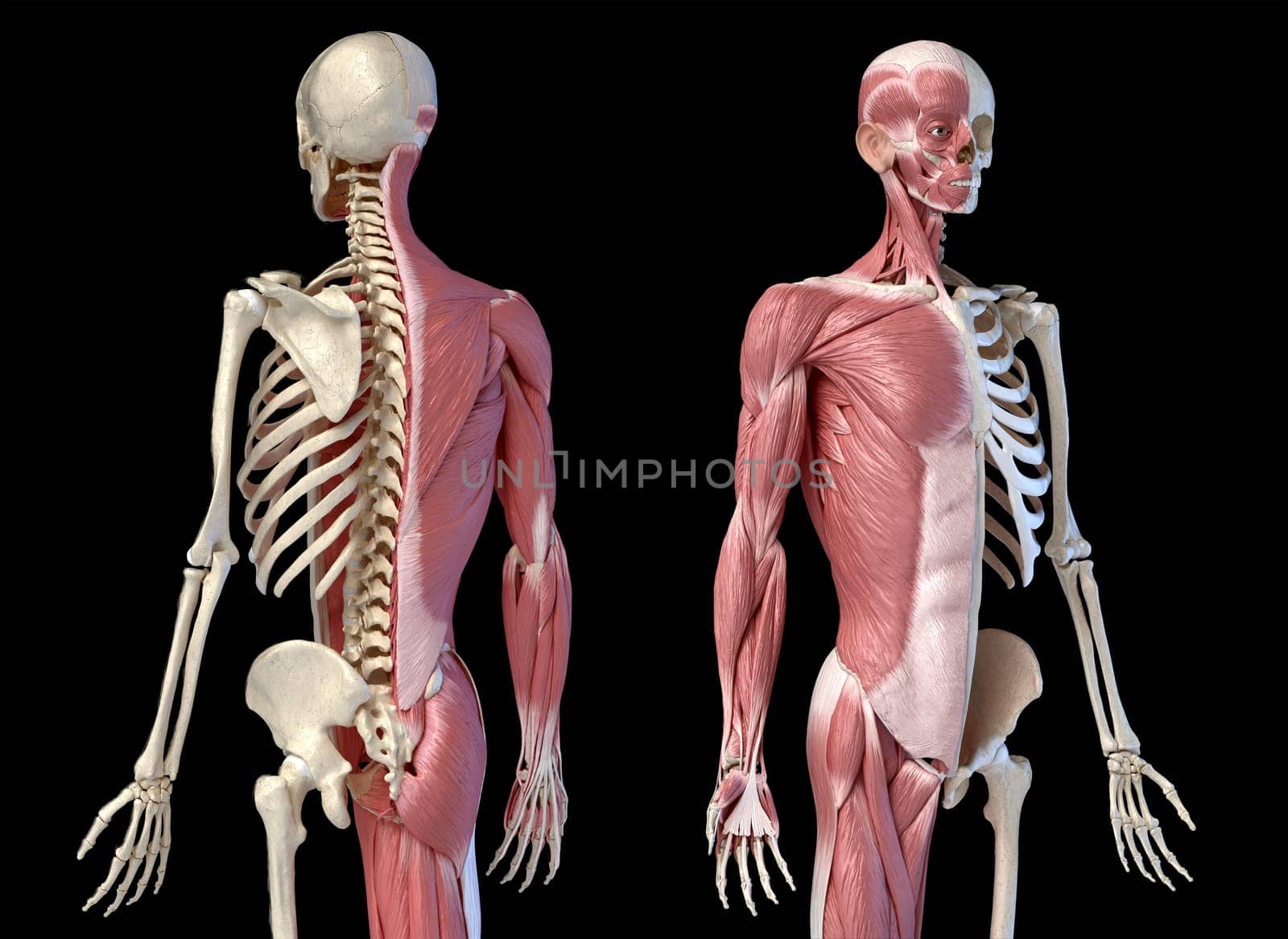 Human male anatomy, 3/4 figure muscular and skeletal systems, back and front perspective views. on black background. 3d anatomy illustration.