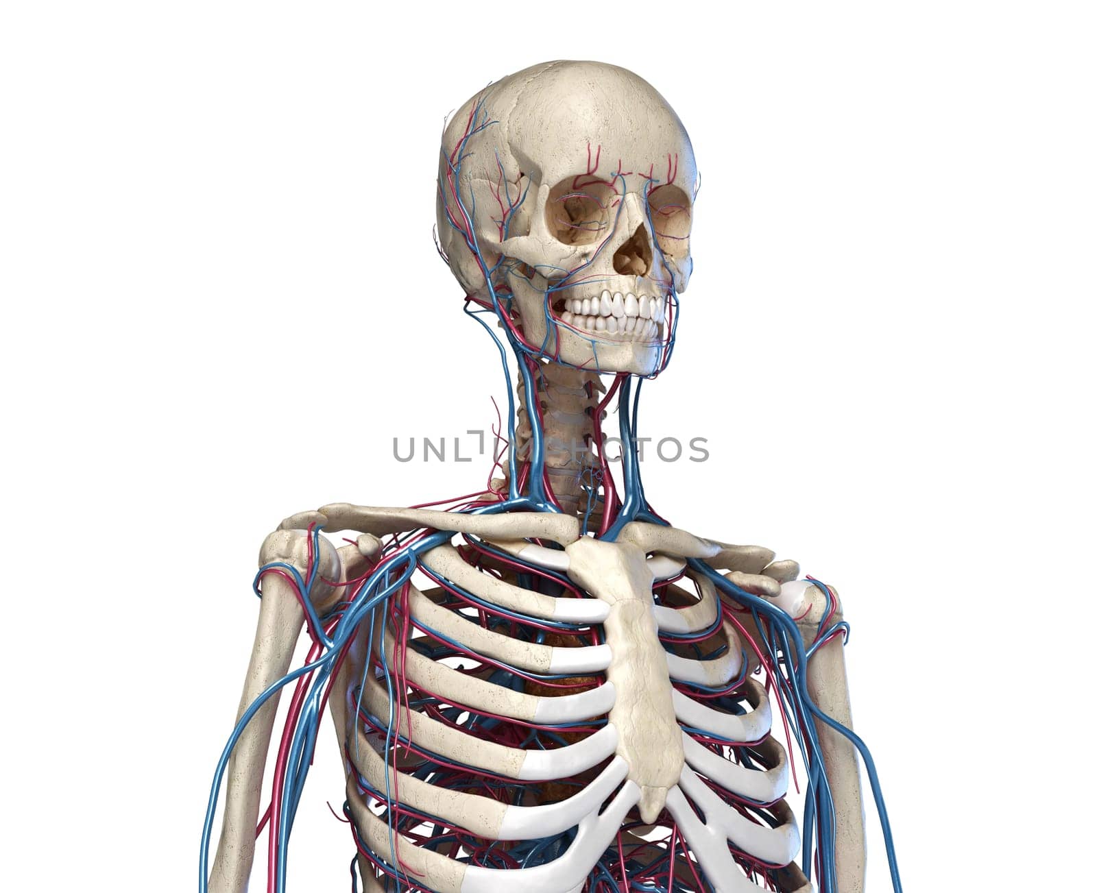 Human anatomy. Skeleton of the torso with veins and arteries. Front perspective view. On white background. 3d illustration.