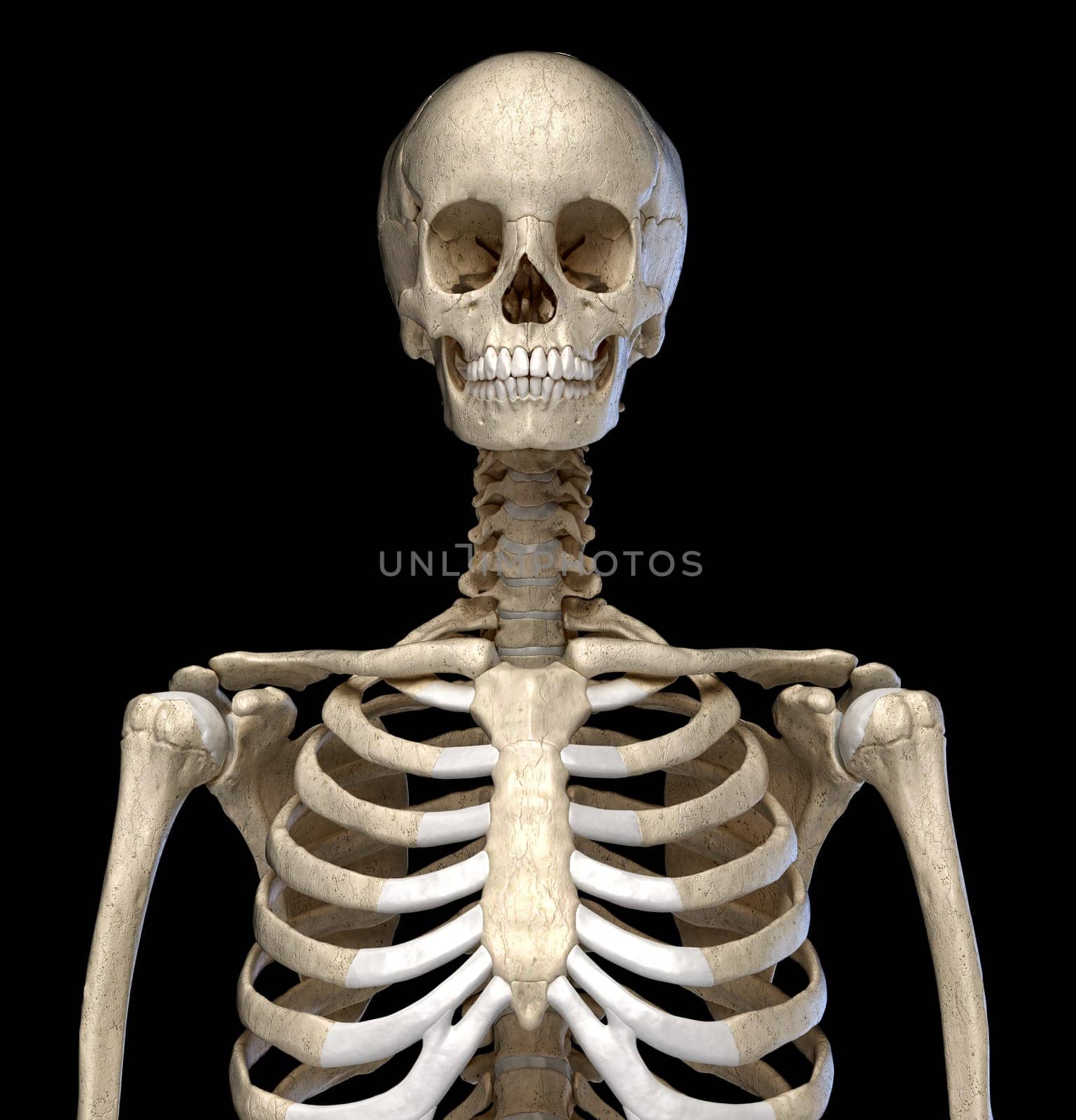Human Anatomy, skeletal system of the Torso. viewed from the front. On black background. 3d illustration.