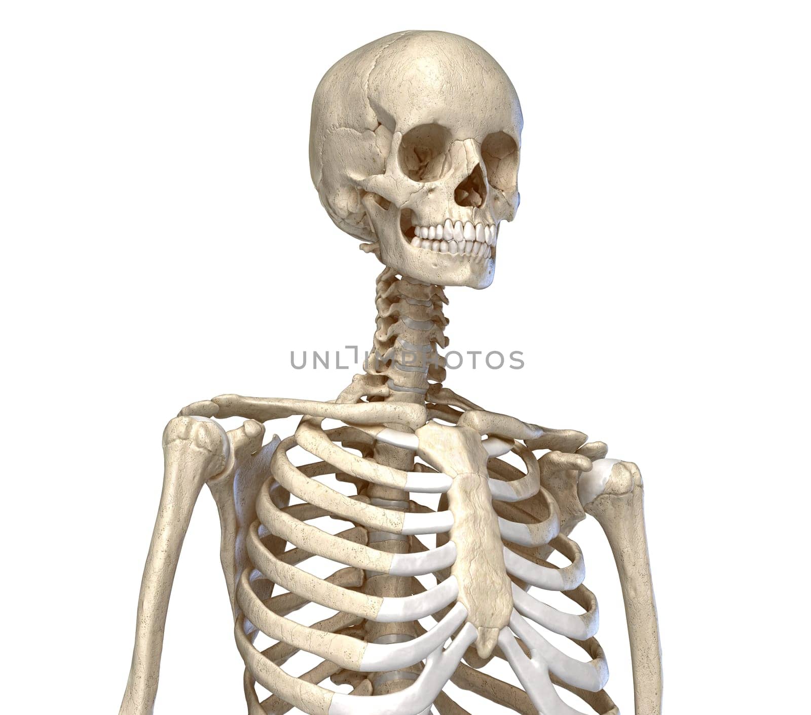 Human Anatomy, skeletal system of the Torso. viewed from the front. On white background. 3d illustration.