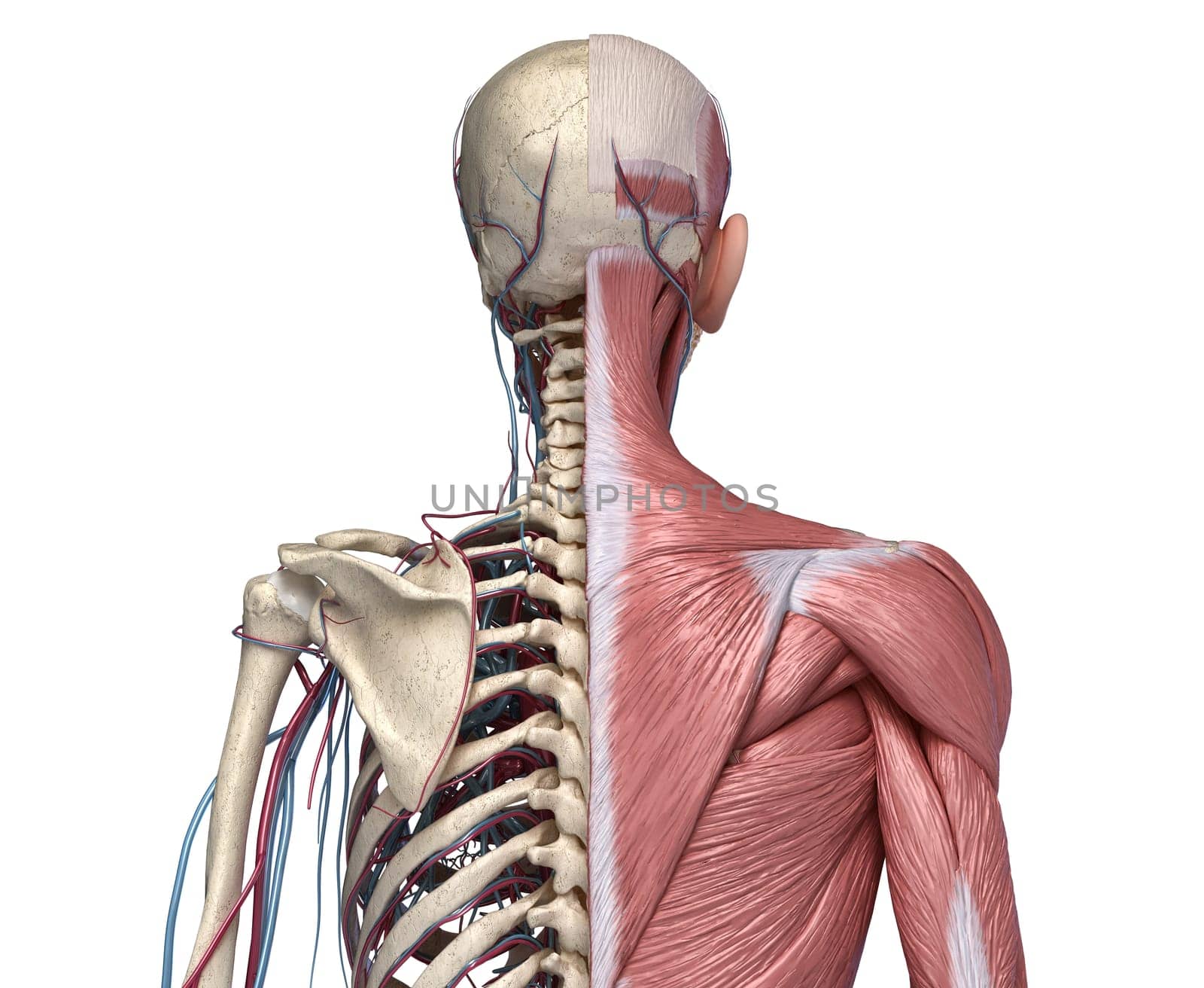 Human Anatomy Torso skeleton with muscles, veins and arteries. Back view, on white background. 3d anatomy Illustration