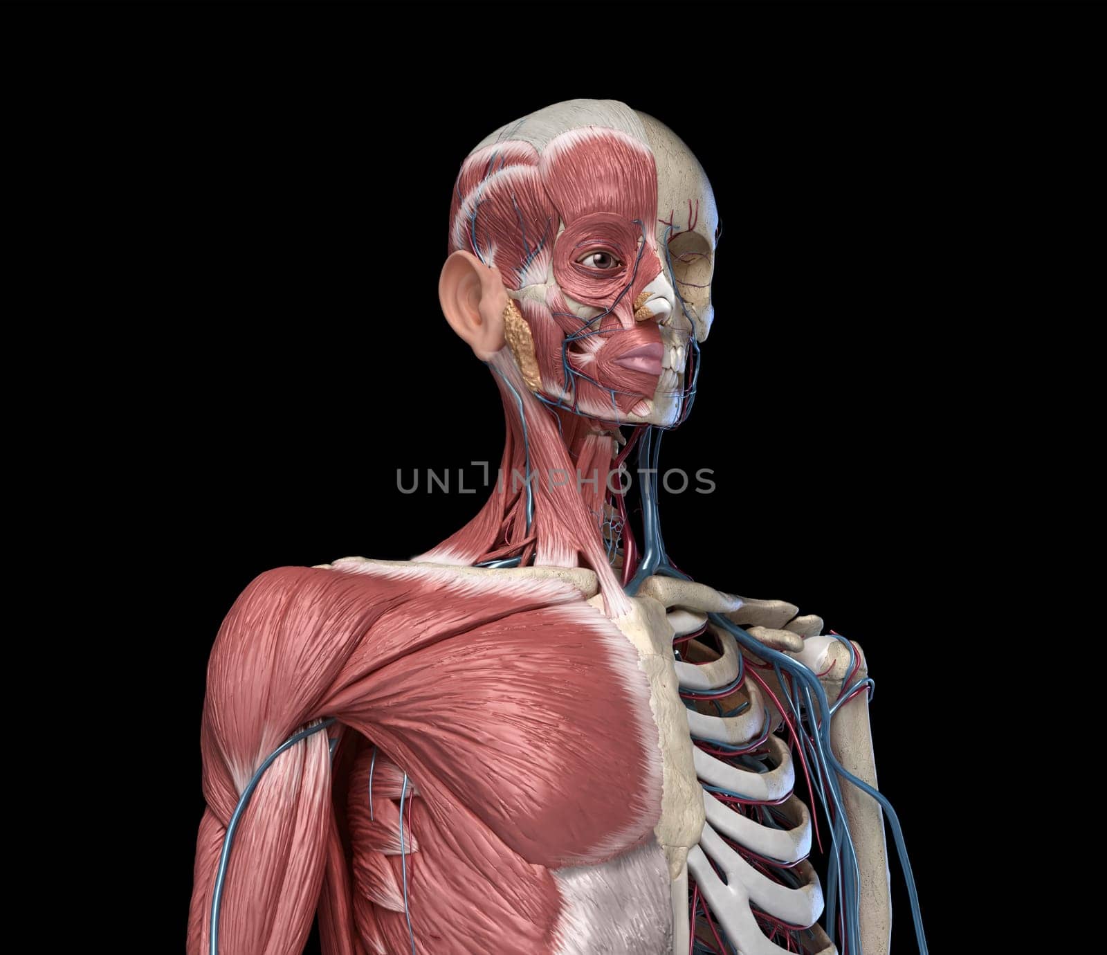 Human Anatomy Torso skeleton with muscles, veins and arteries. front perspective view, on black background. 3d anatomy Illustration