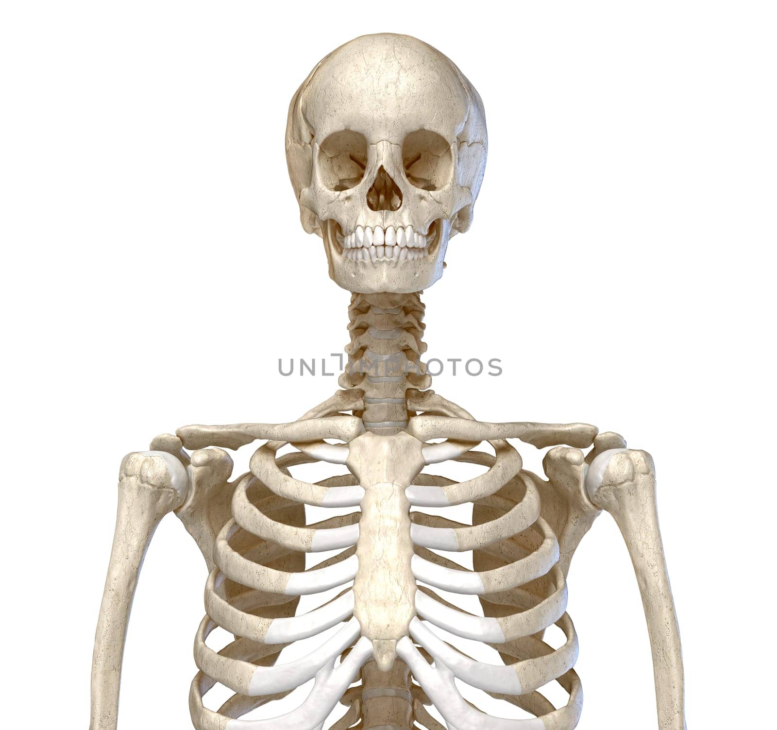 Human Anatomy, skeletal system of the Torso. viewed from the front. On white background. 3d illustration.