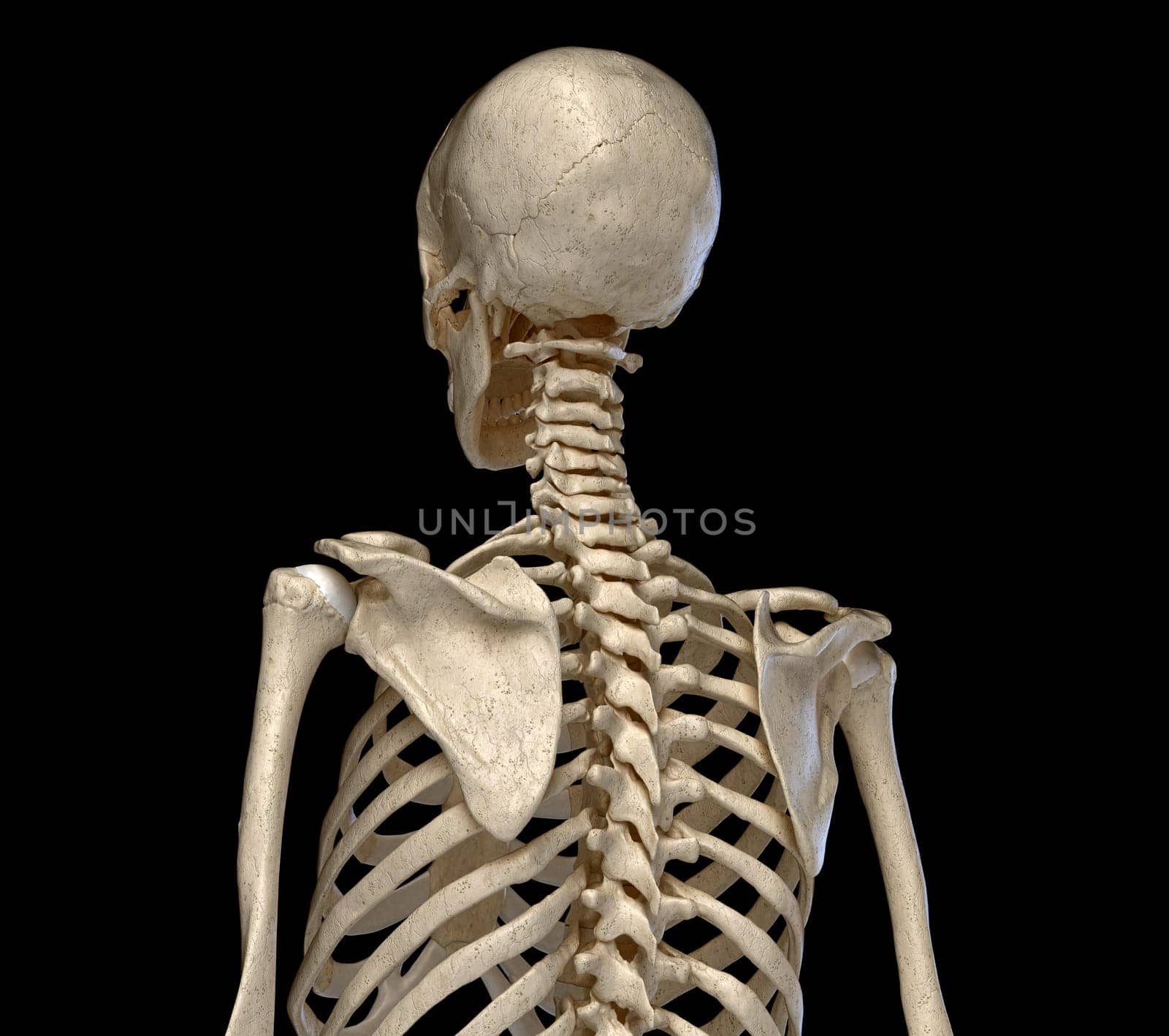 Human Anatomy, skeletal system of the Torso. viewed from the back. On black background. 3d illustration.