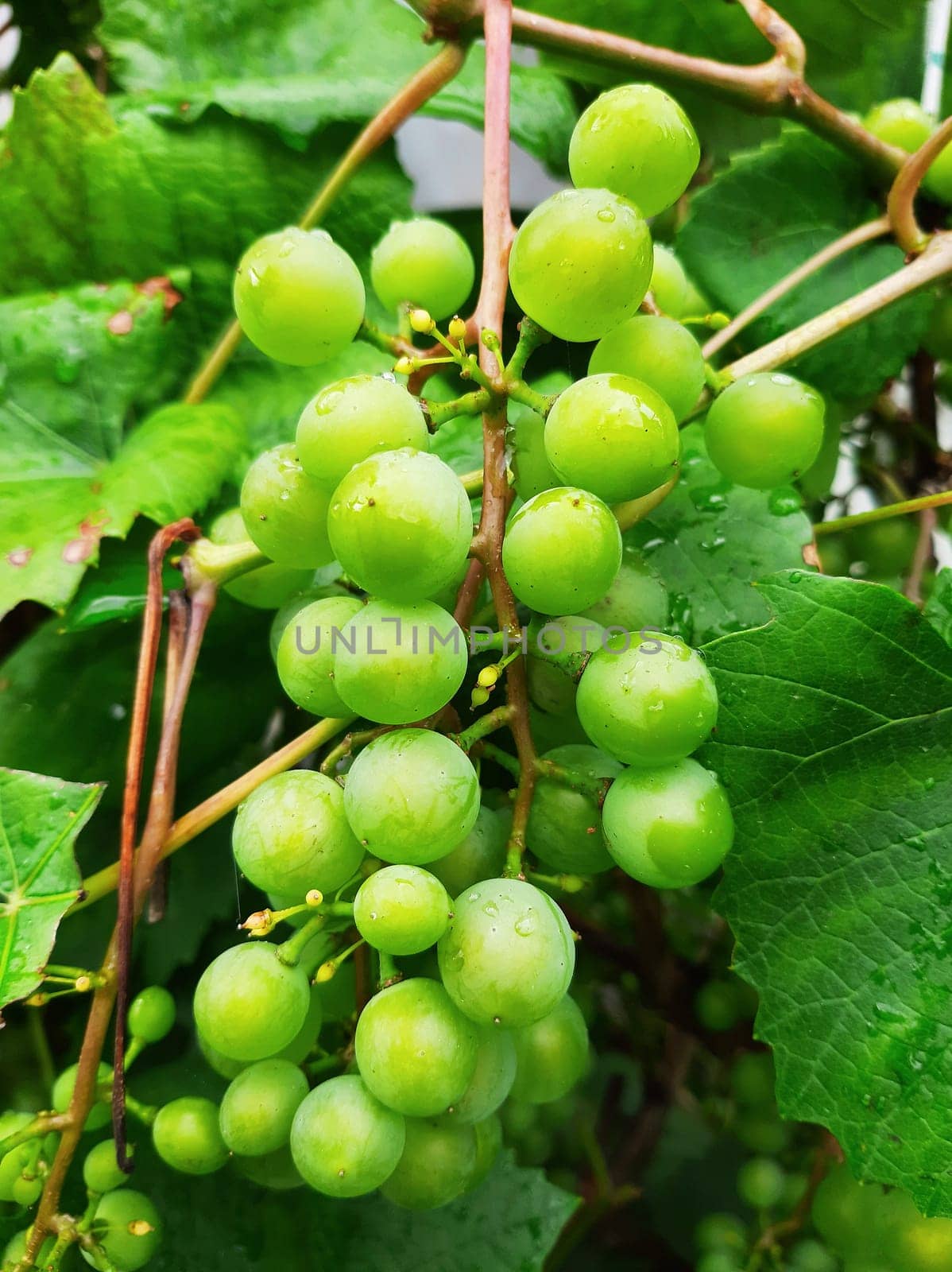 Unripened green grapes branch and green leaves. Selective focus.